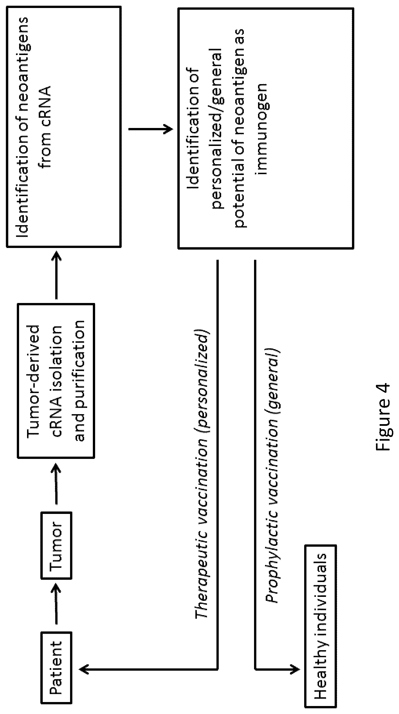 Patent US12551556 Figure 4 – Endogenous tumor-derived circular RNA and proteins thereof for use as vaccine