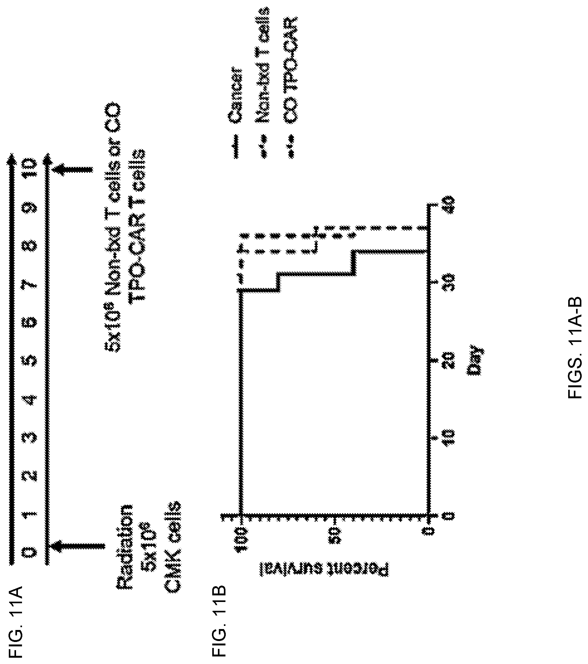 Patent US12551558 Figure 20 – Compositions and methods for promoting hematopoietic cell cytotoxicity