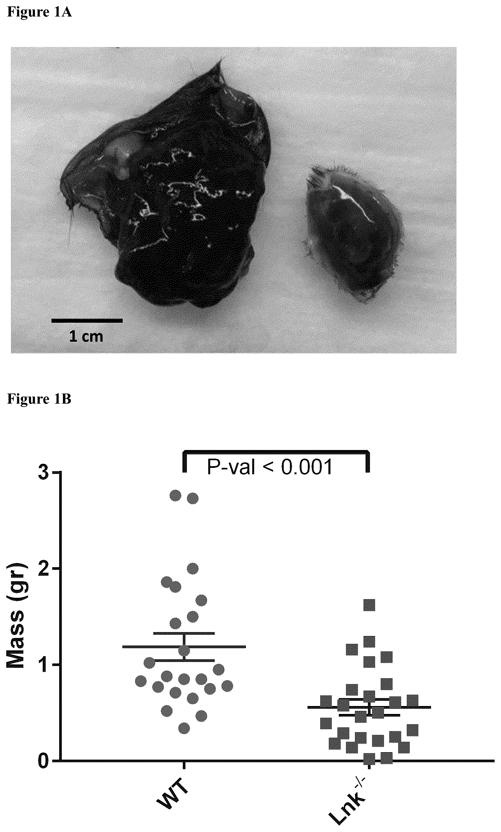 Patent US12551559 Figure 1 – Cells and methods for improved immunotherapy