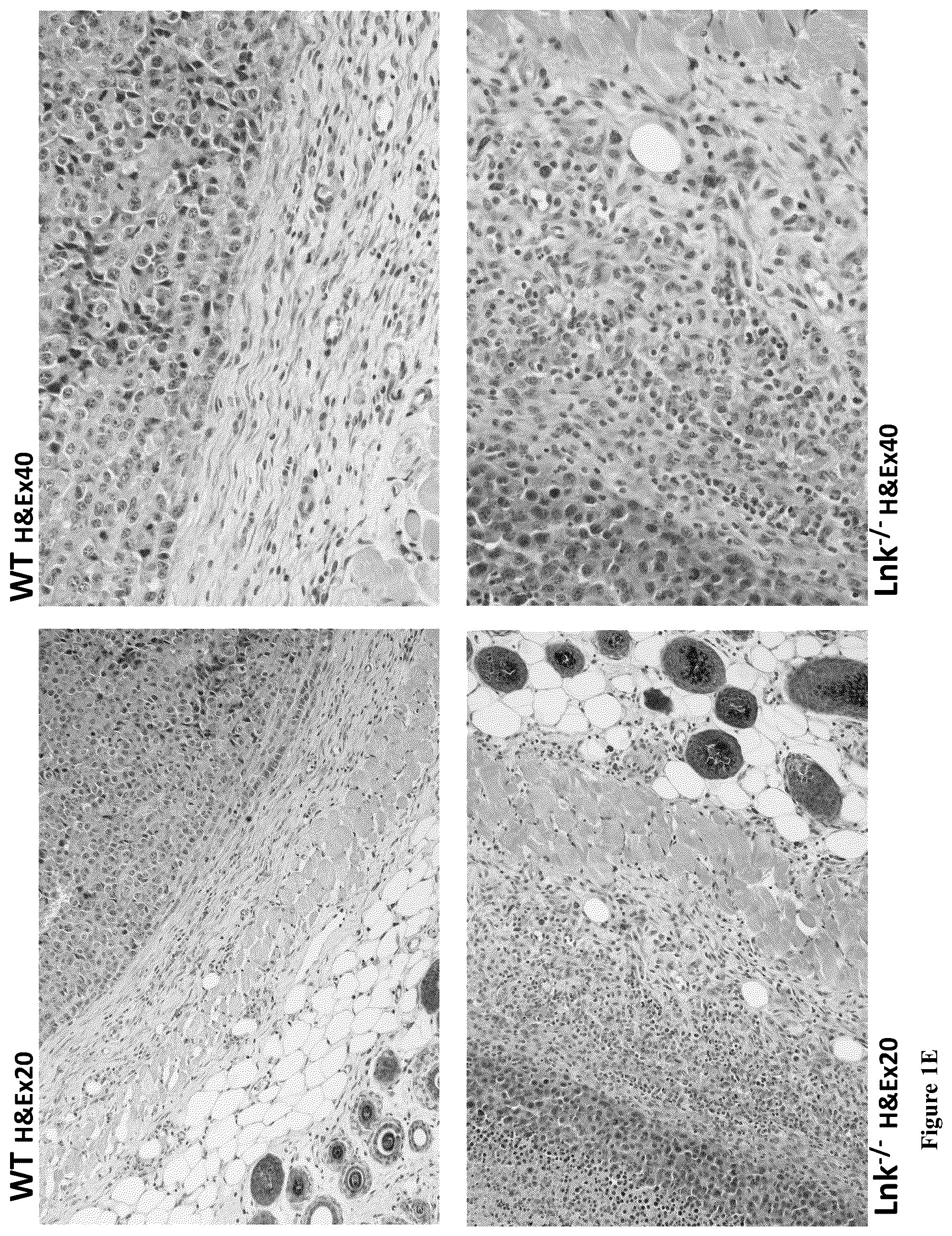 Patent US12551559 Figure 3 – Cells and methods for improved immunotherapy
