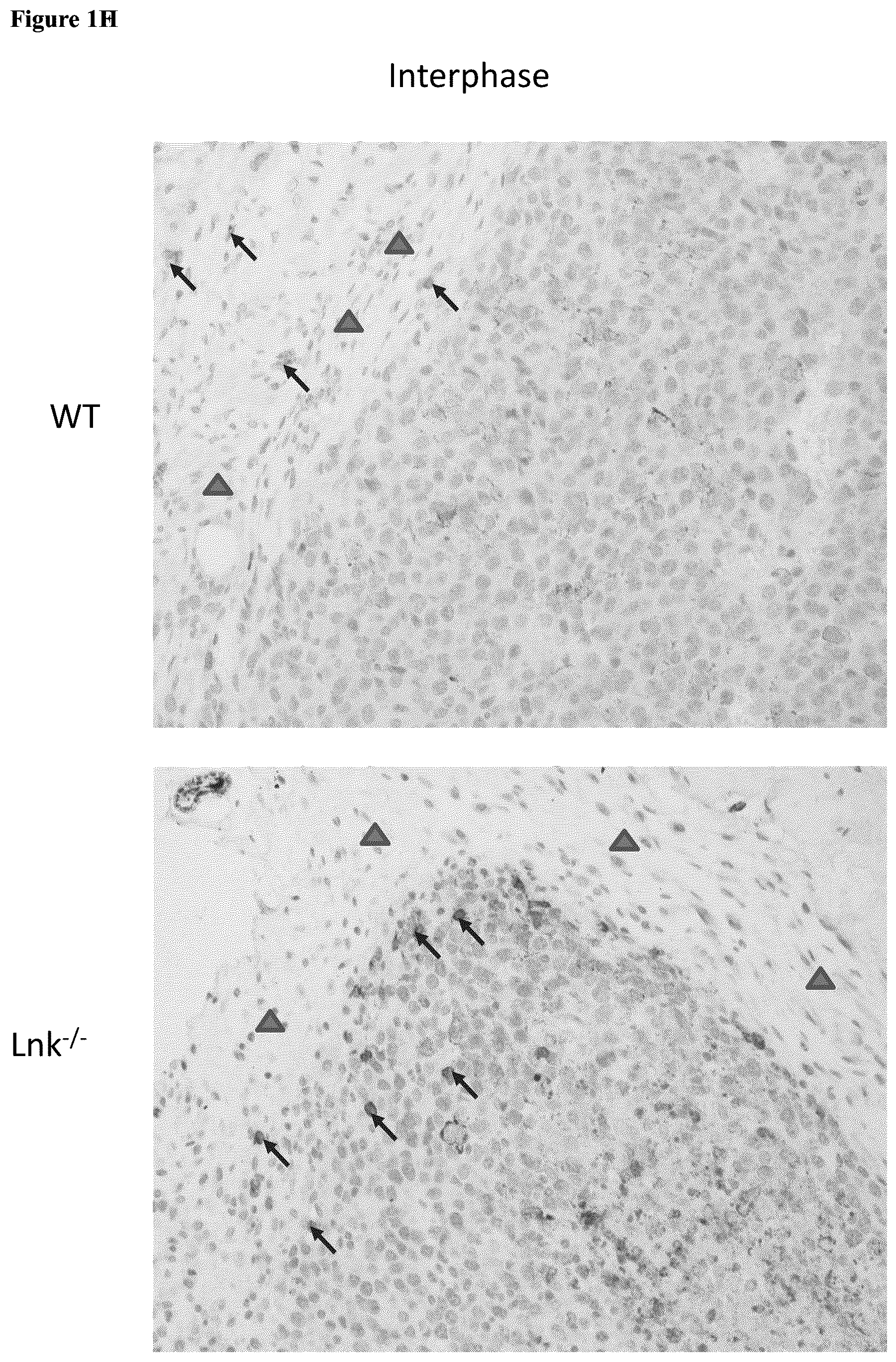 Patent US12551559 Figure 5 – Cells and methods for improved immunotherapy