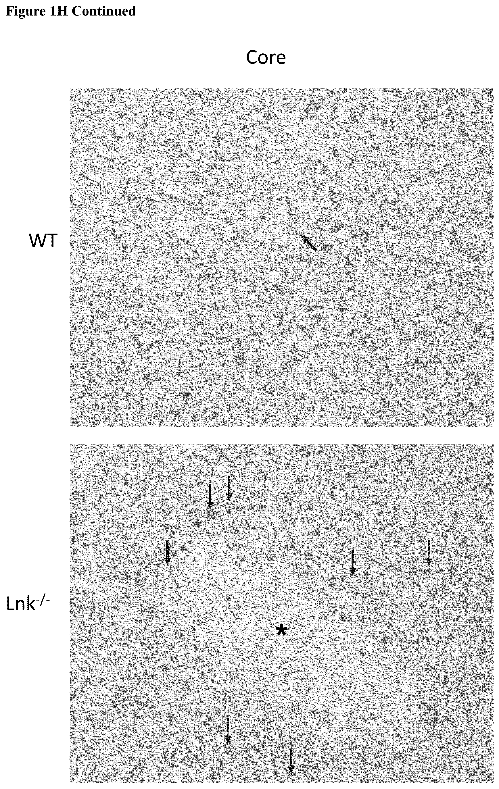 Patent US12551559 Figure 6 – Cells and methods for improved immunotherapy