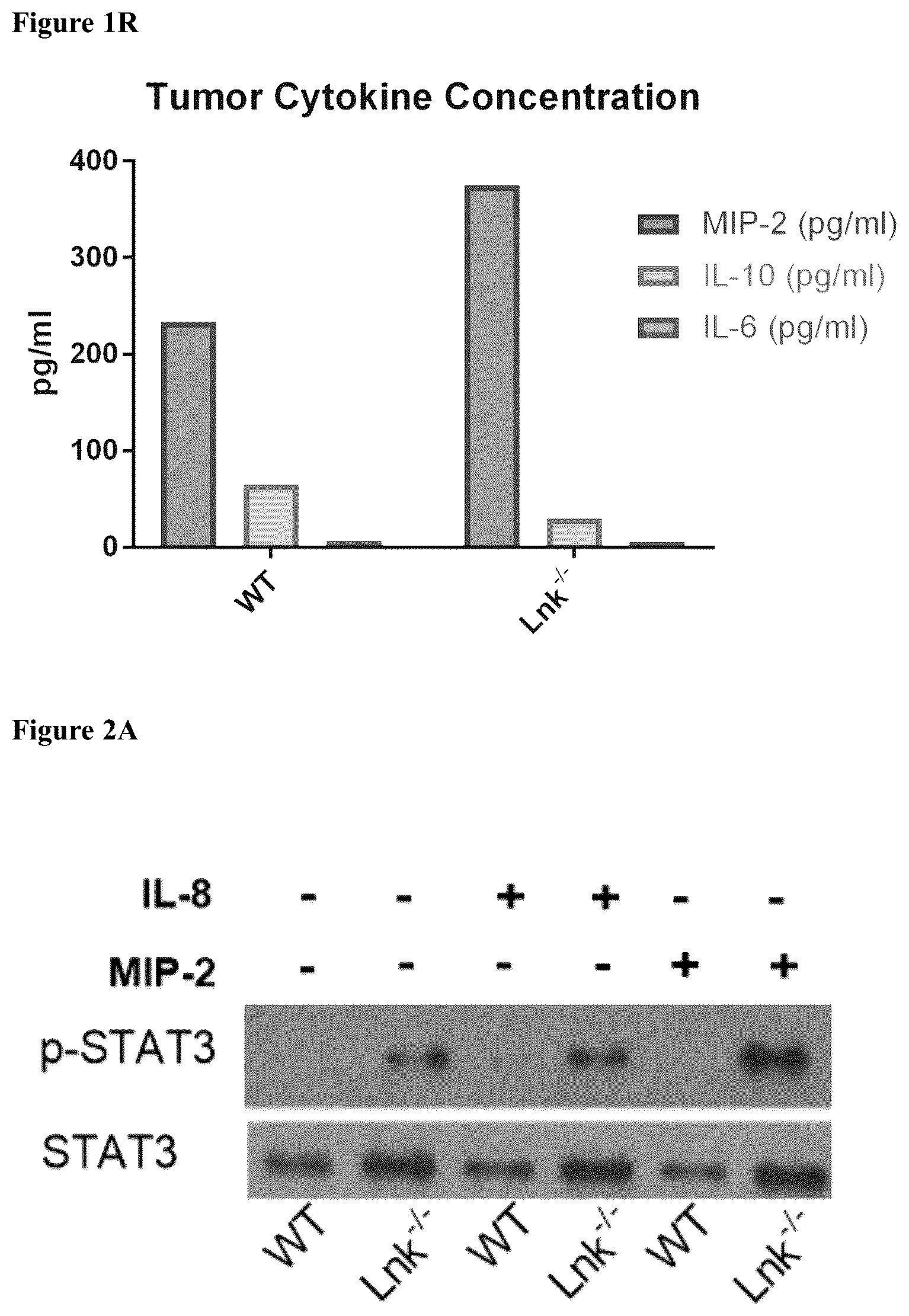Patent US12551559 Figure 13 – Cells and methods for improved immunotherapy
