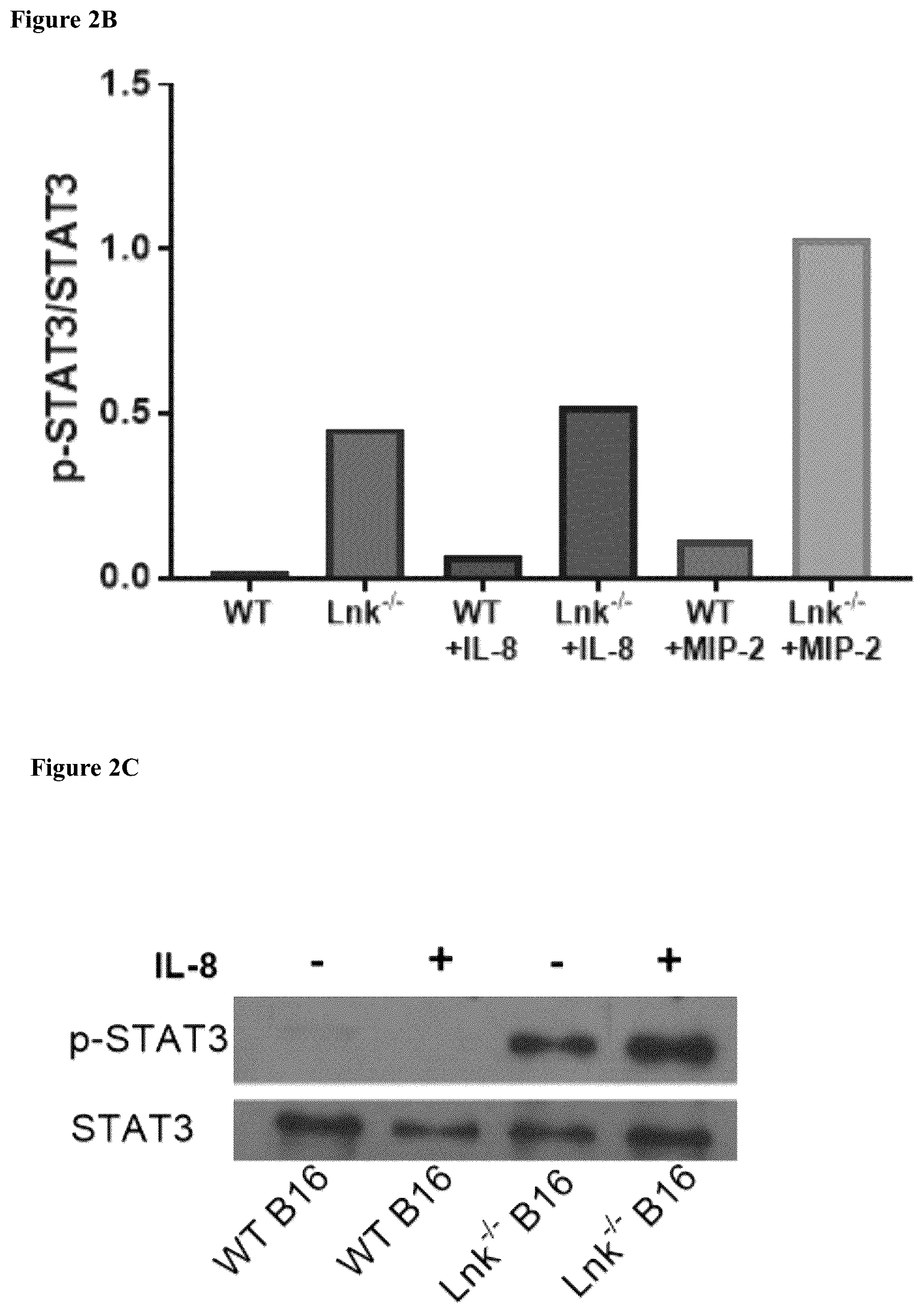 Patent US12551559 Figure 14 – Cells and methods for improved immunotherapy