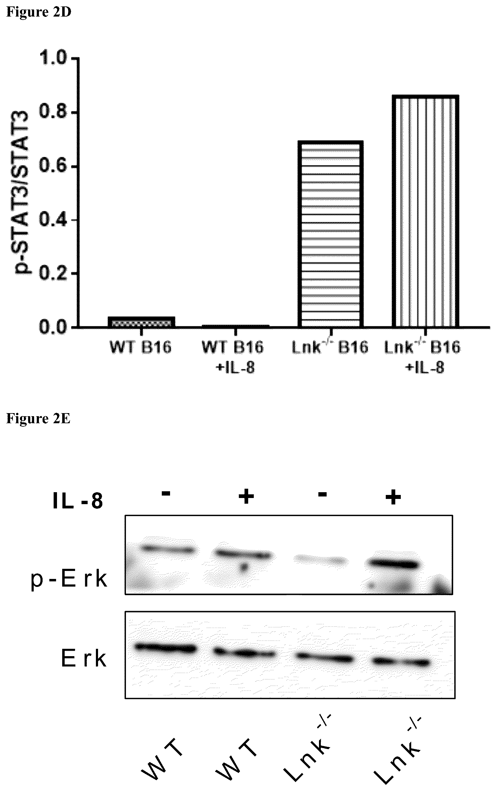 Patent US12551559 Figure 15 – Cells and methods for improved immunotherapy