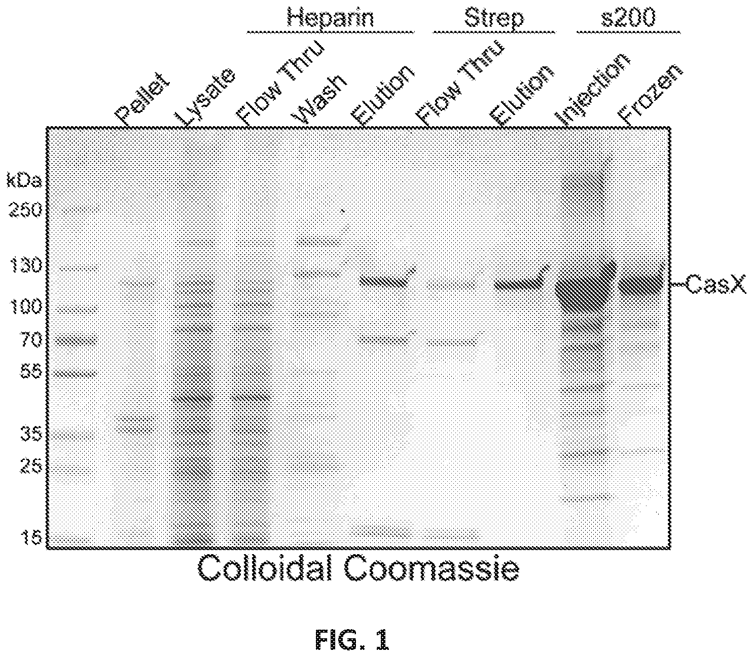 Patent US12551560 Figure 1 – Compositions and methods for use in immunotherapy