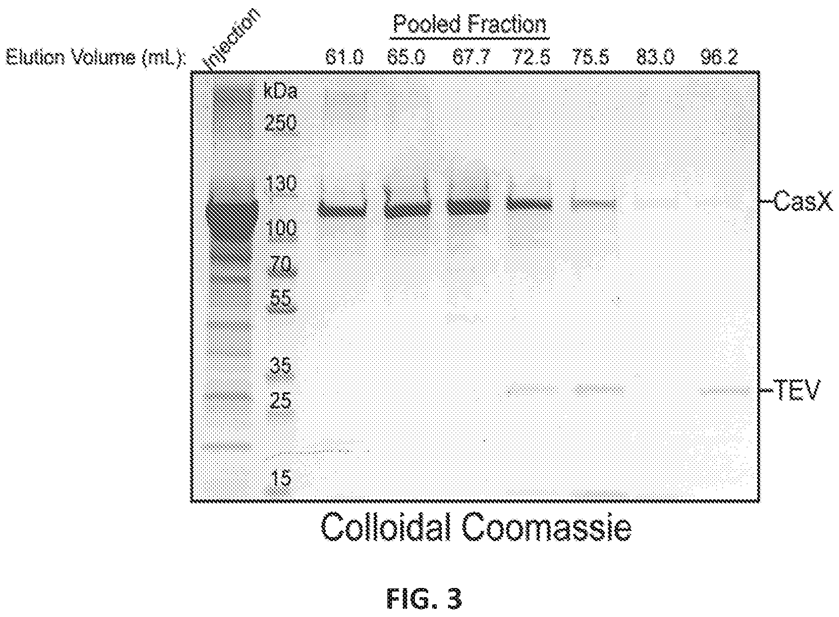 Patent US12551560 Figure 3 – Compositions and methods for use in immunotherapy