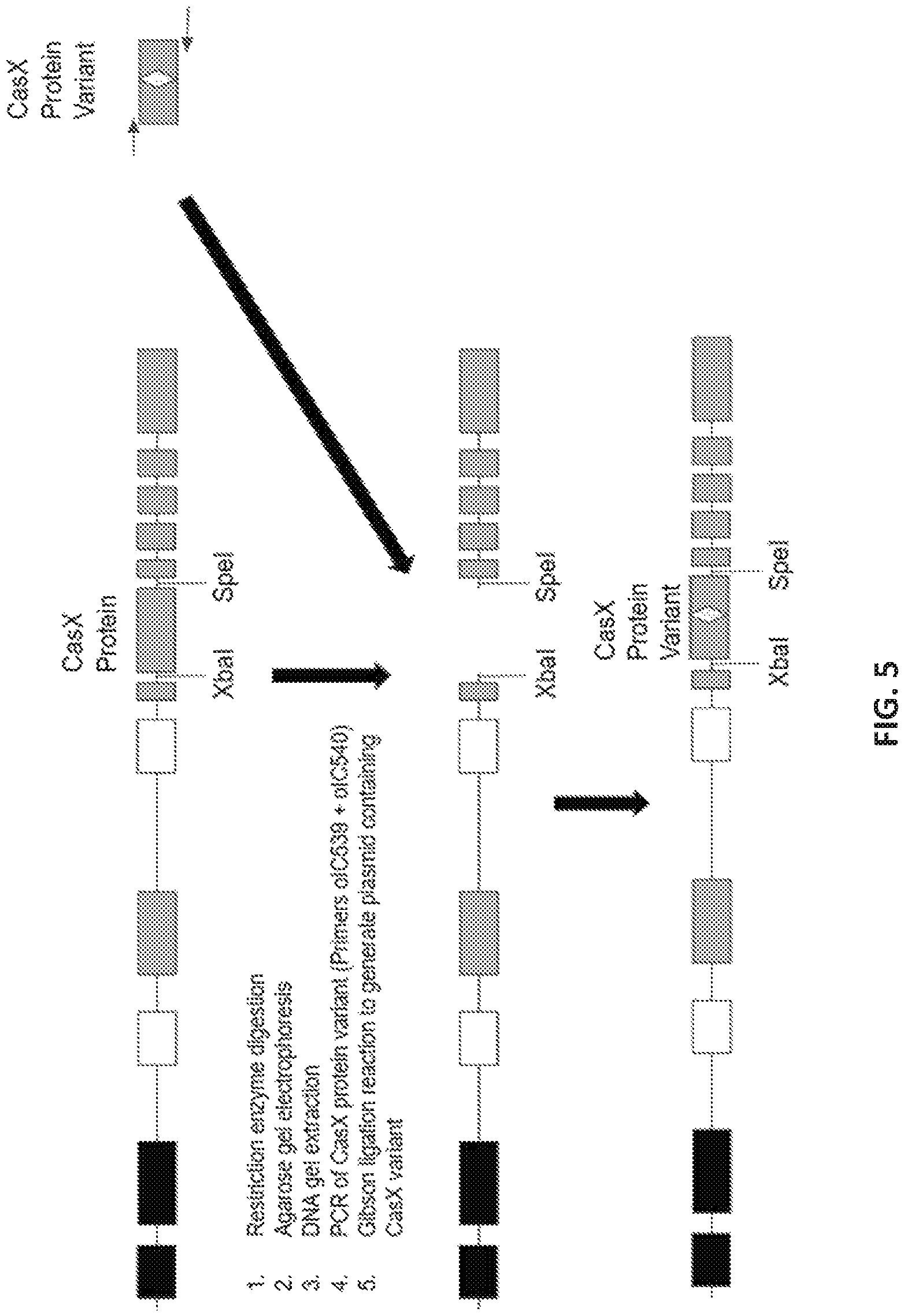 Patent US12551560 Figure 5 – Compositions and methods for use in immunotherapy