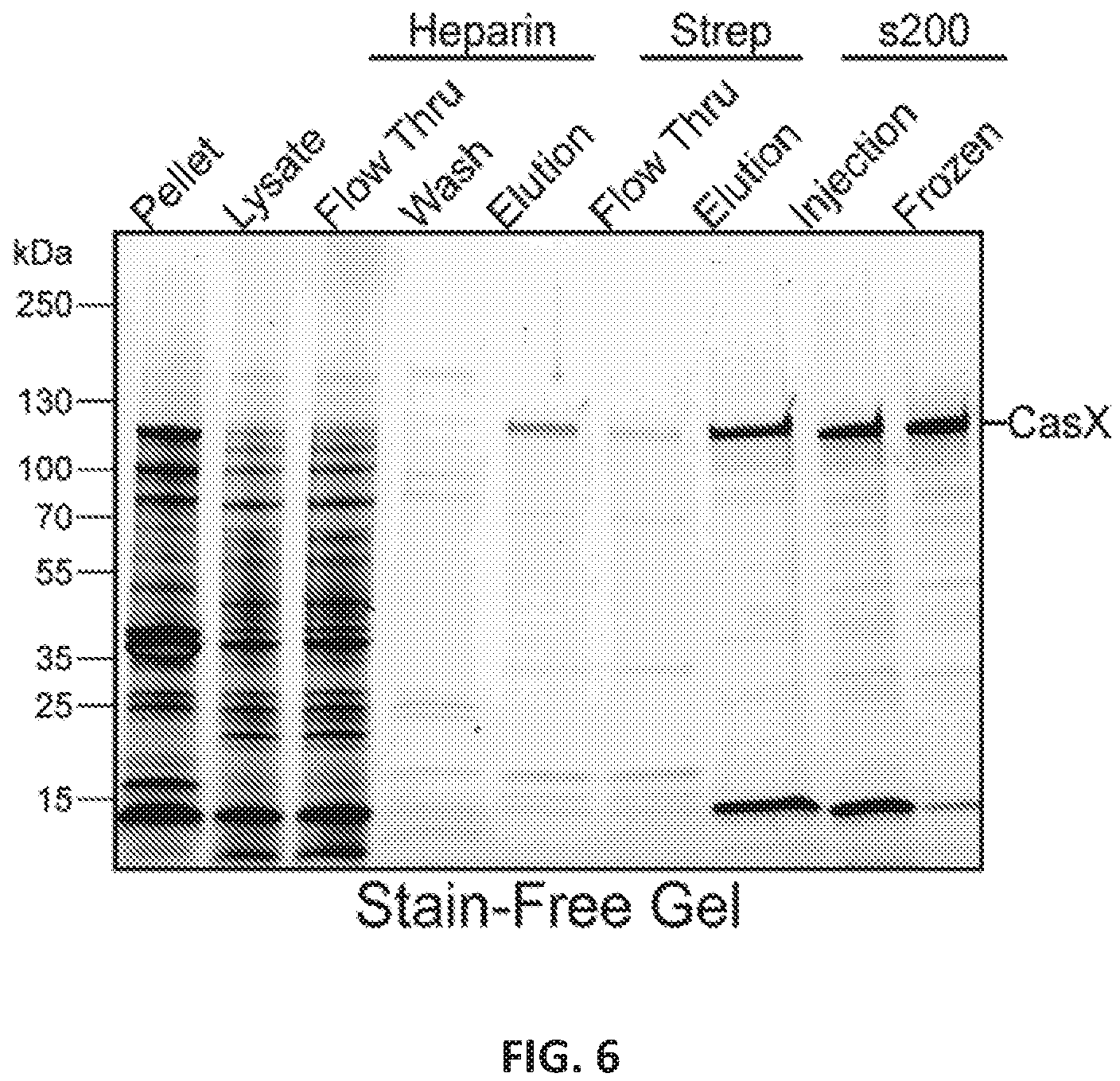 Patent US12551560 Figure 6 – Compositions and methods for use in immunotherapy