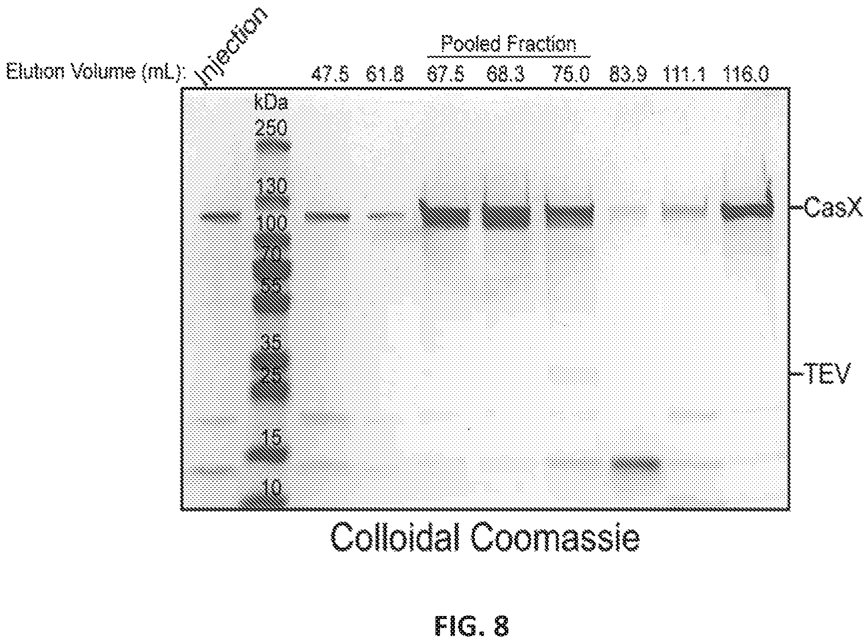 Patent US12551560 Figure 8 – Compositions and methods for use in immunotherapy