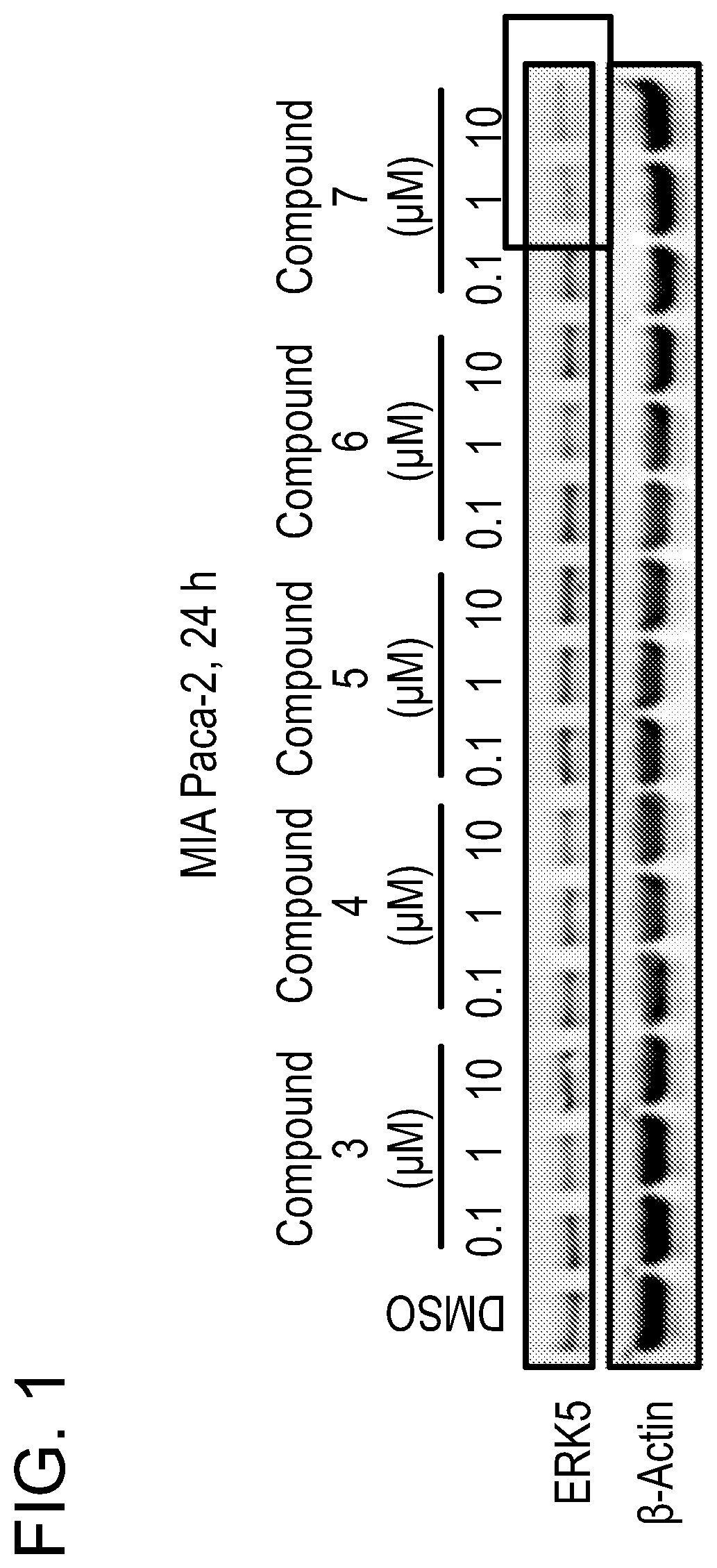Patent US12551563 Figure 1 – ERK5 degraders as therapeutics in cancer and inflammatory diseases