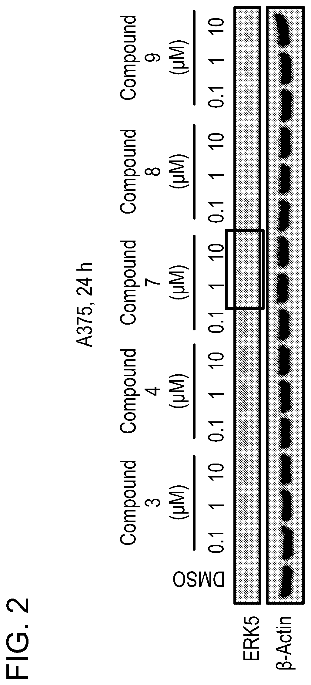 Patent US12551563 Figure 2 – ERK5 degraders as therapeutics in cancer and inflammatory diseases