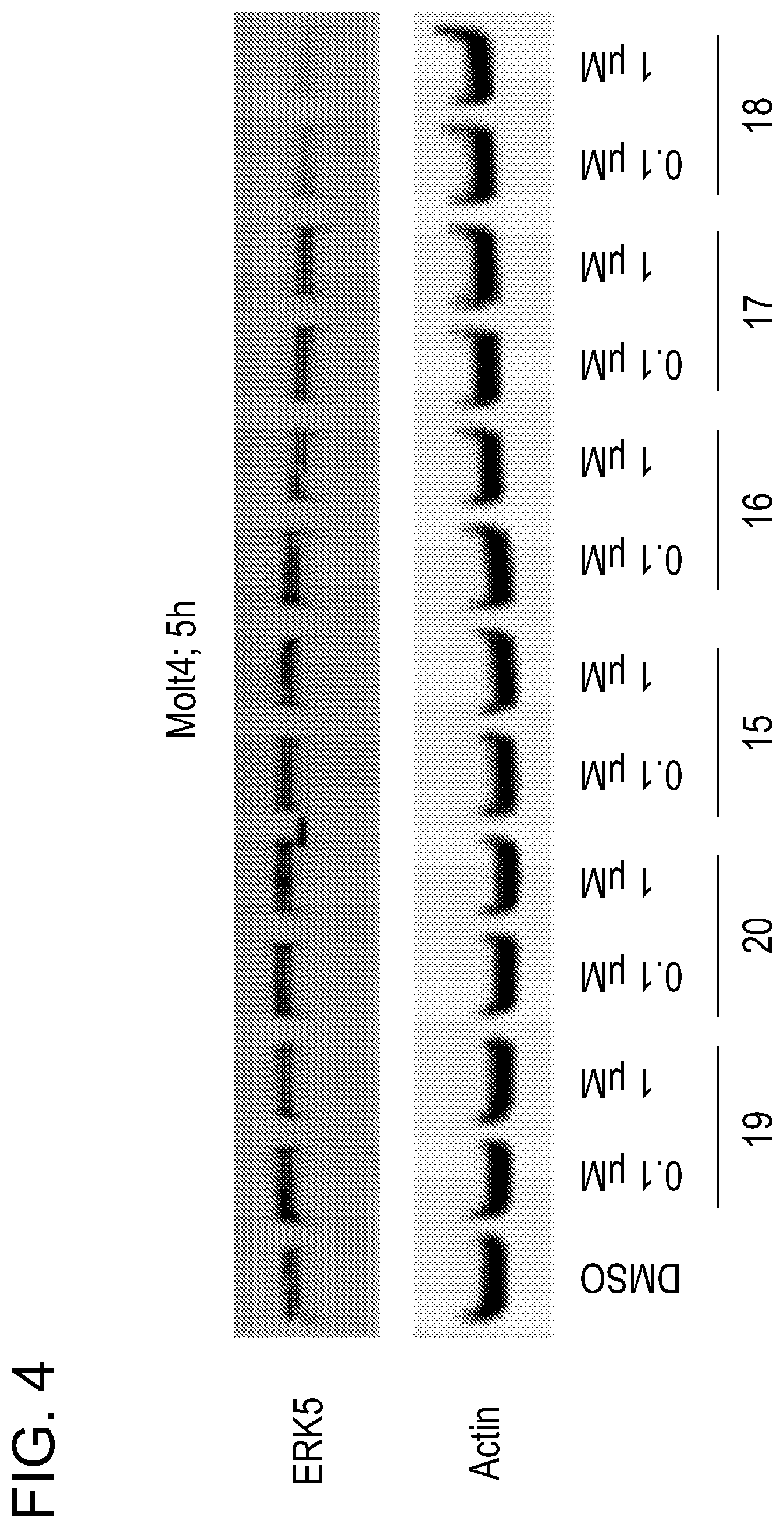 Patent US12551563 Figure 4 – ERK5 degraders as therapeutics in cancer and inflammatory diseases