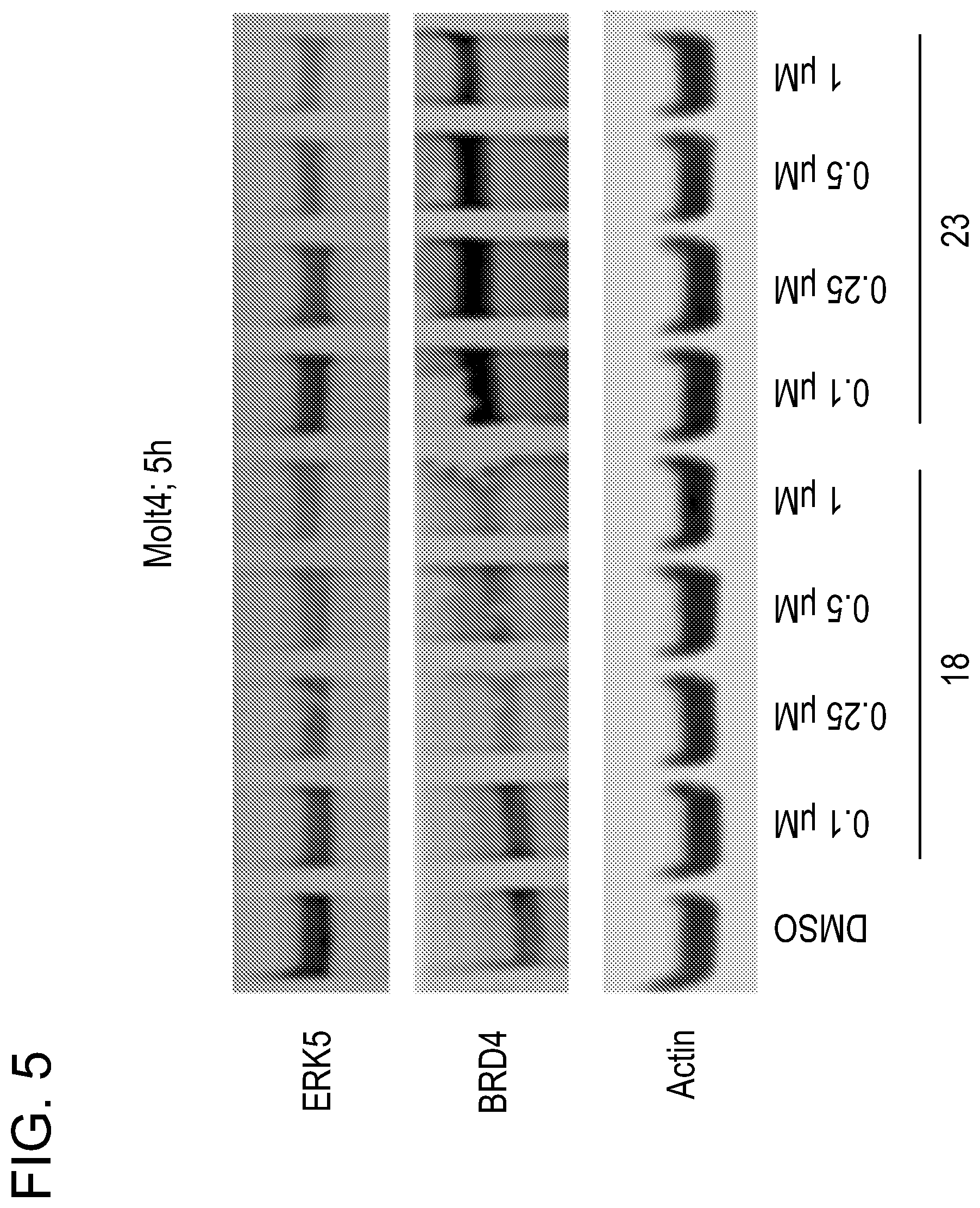 Patent US12551563 Figure 5 – ERK5 degraders as therapeutics in cancer and inflammatory diseases