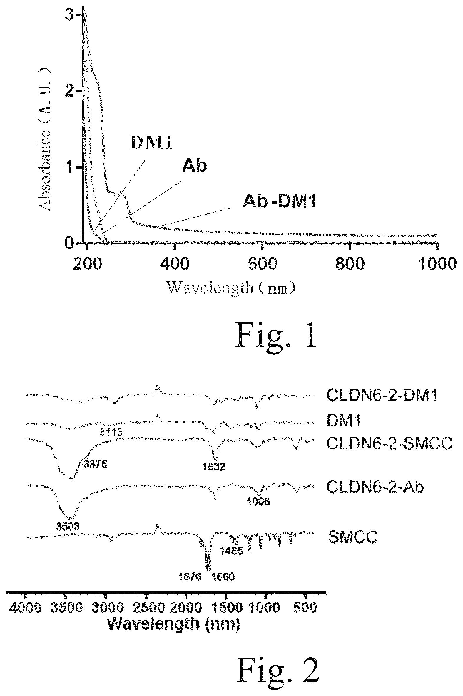 Patent US12551568 Figure 1 – Anti-claudin 6 antibody and antibody-drug conjugate