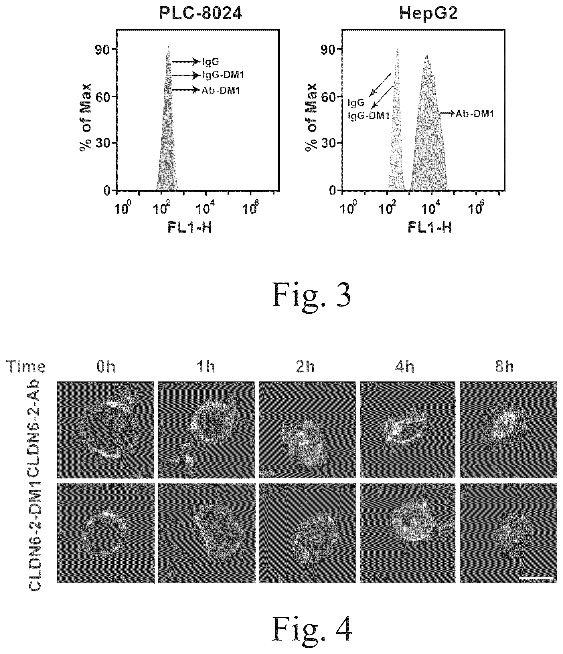 Patent US12551568 Figure 2 – Anti-claudin 6 antibody and antibody-drug conjugate