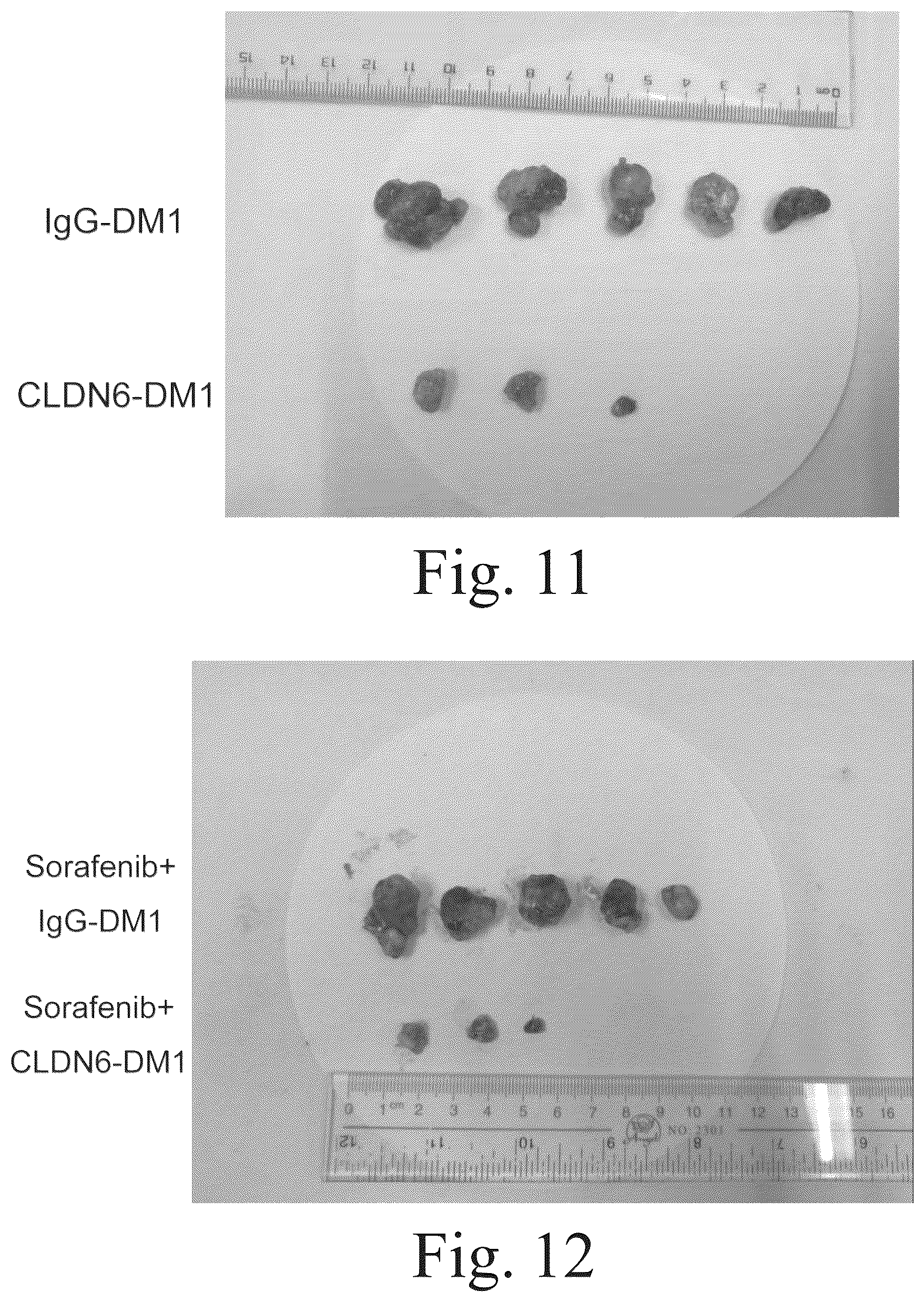 Patent US12551568 Figure 7 – Anti-claudin 6 antibody and antibody-drug conjugate