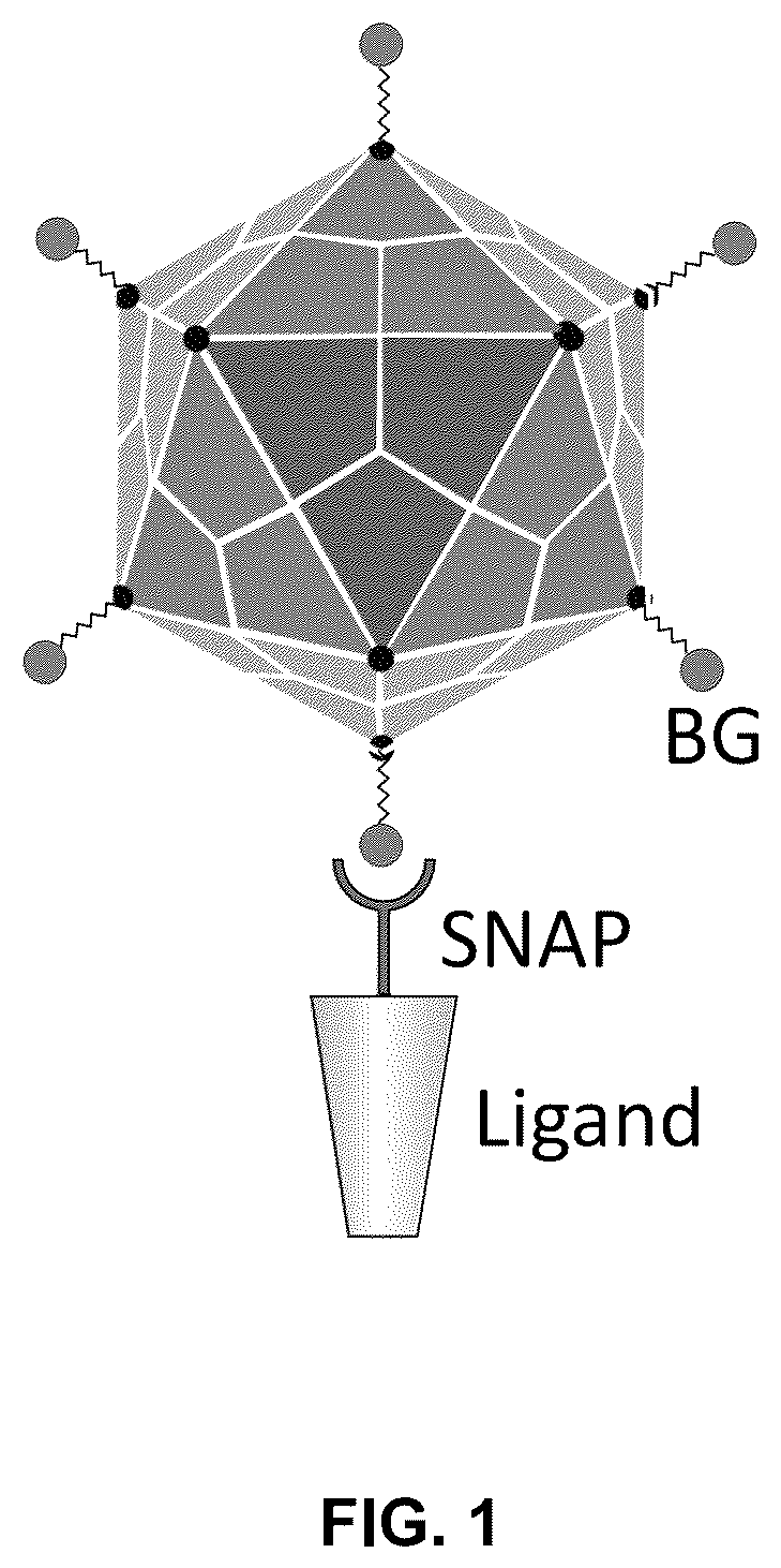 Patent US12551572 Figure 1 – Modified viral particles for gene therapy