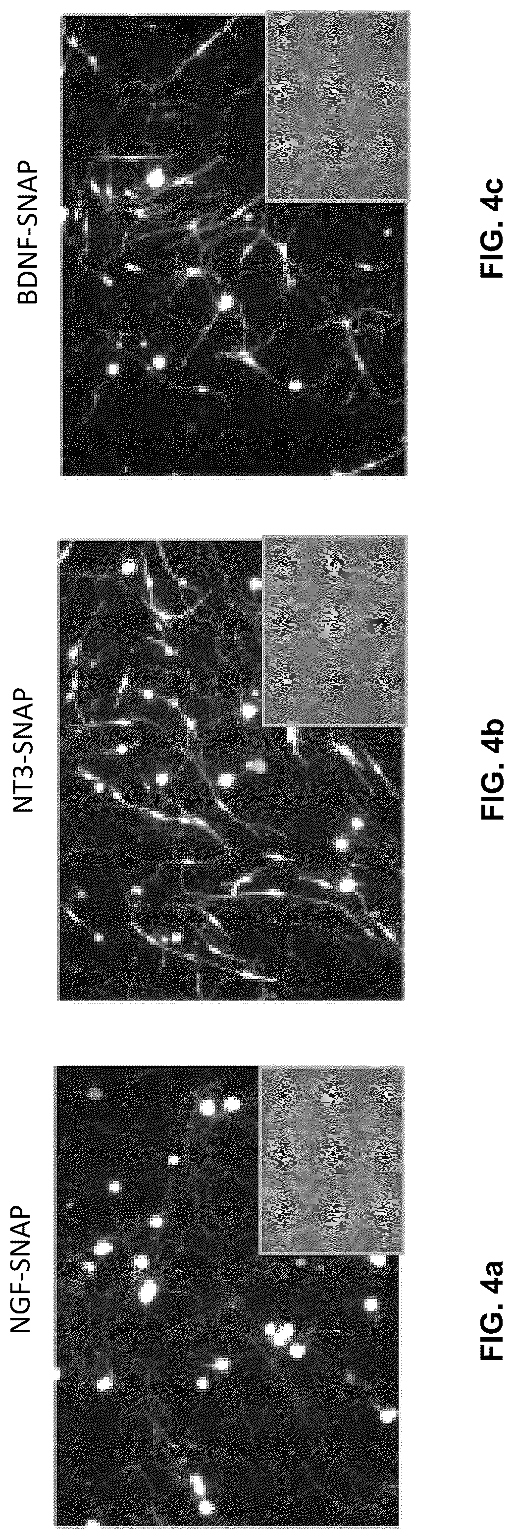 Patent US12551572 Figure 4 – Modified viral particles for gene therapy