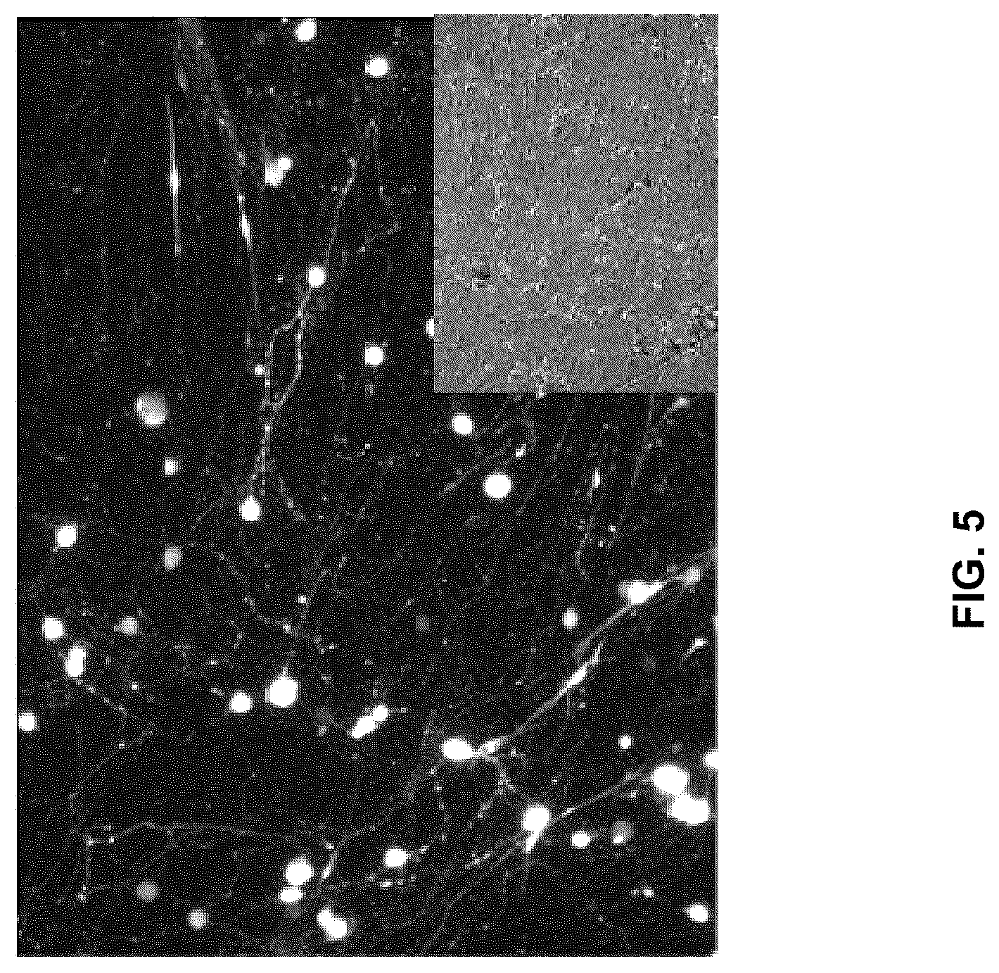 Patent US12551572 Figure 5 – Modified viral particles for gene therapy