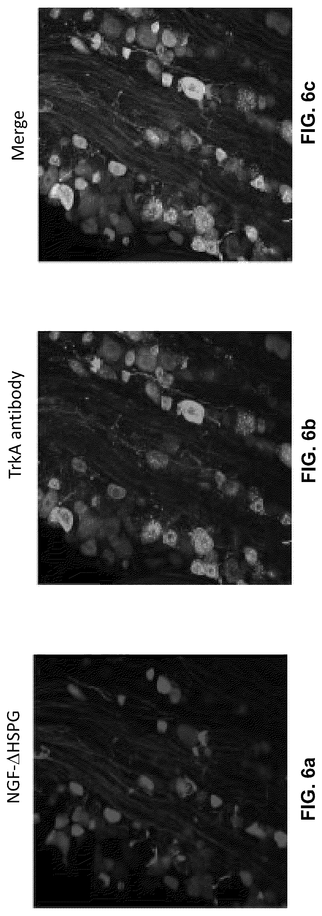 Patent US12551572 Figure 6 – Modified viral particles for gene therapy