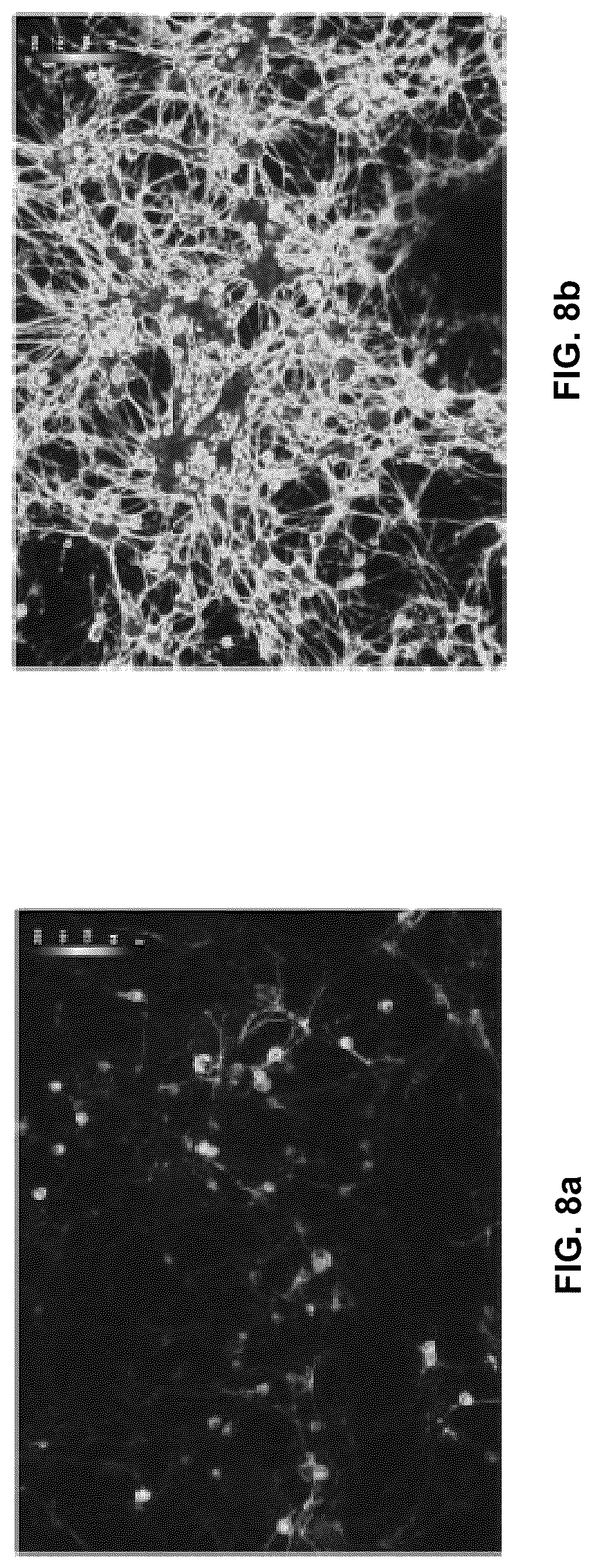Patent US12551572 Figure 8 – Modified viral particles for gene therapy