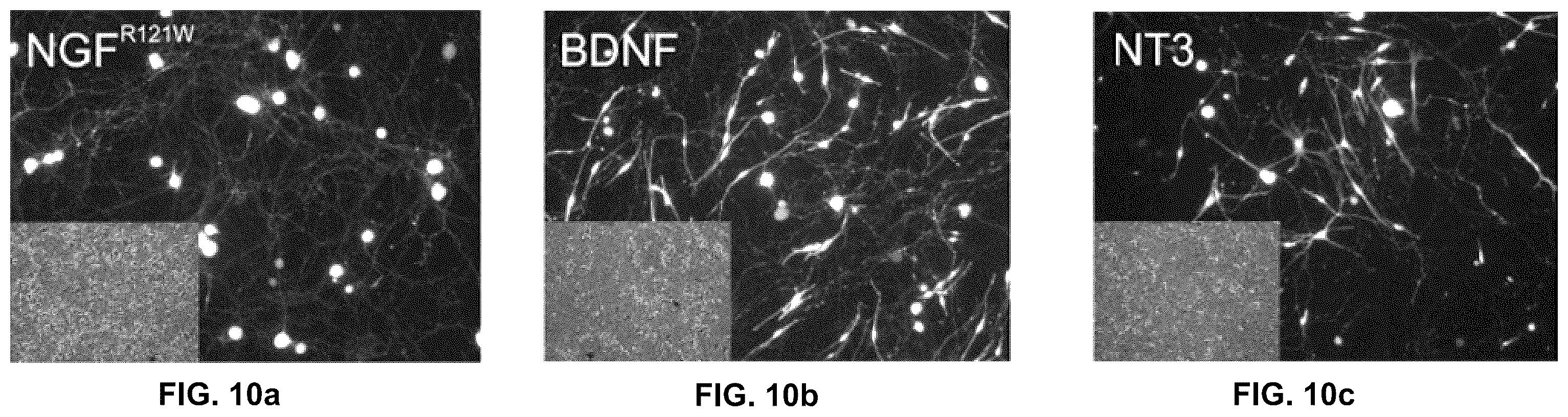 Patent US12551572 Figure 11 – Modified viral particles for gene therapy