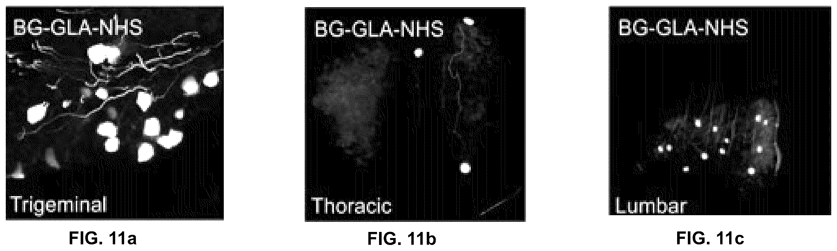 Patent US12551572 Figure 12 – Modified viral particles for gene therapy