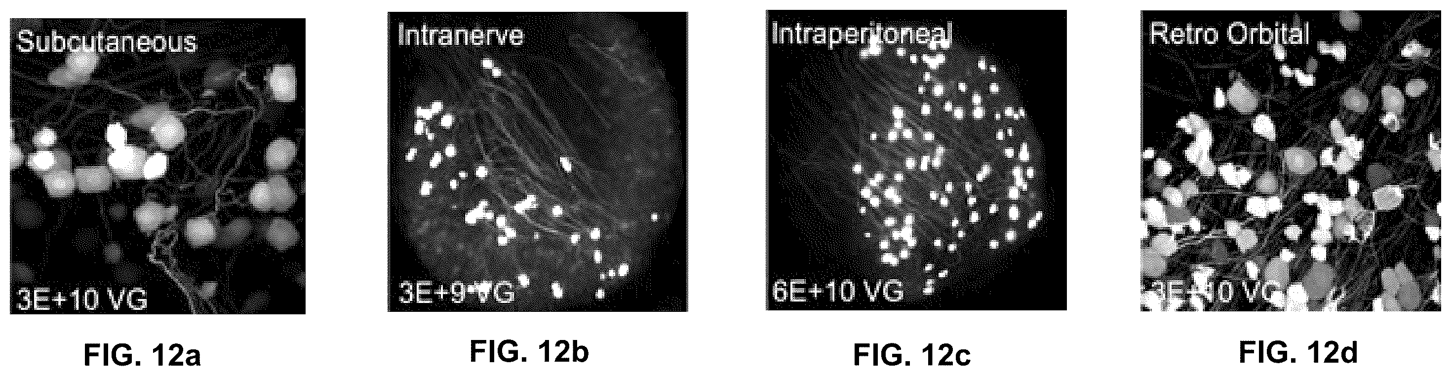 Patent US12551572 Figure 14 – Modified viral particles for gene therapy