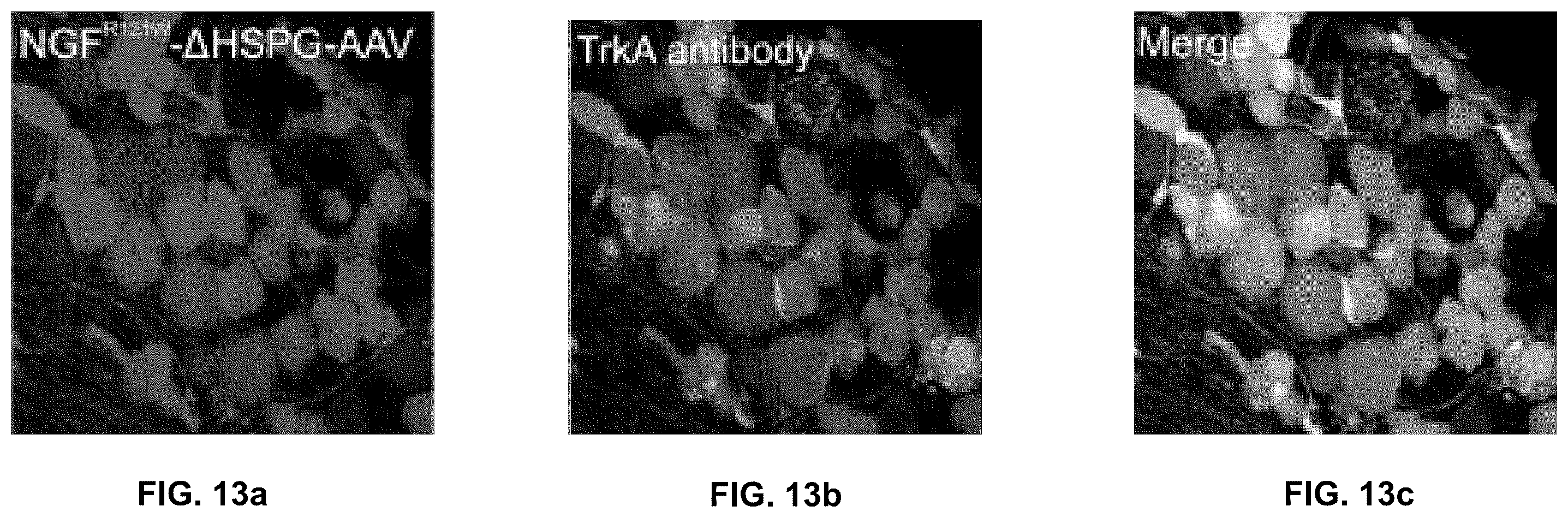 Patent US12551572 Figure 15 – Modified viral particles for gene therapy