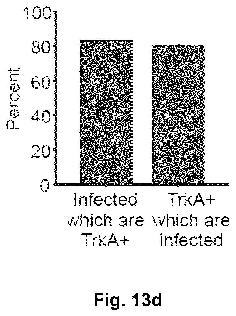 Patent US12551572 Figure 16 – Modified viral particles for gene therapy