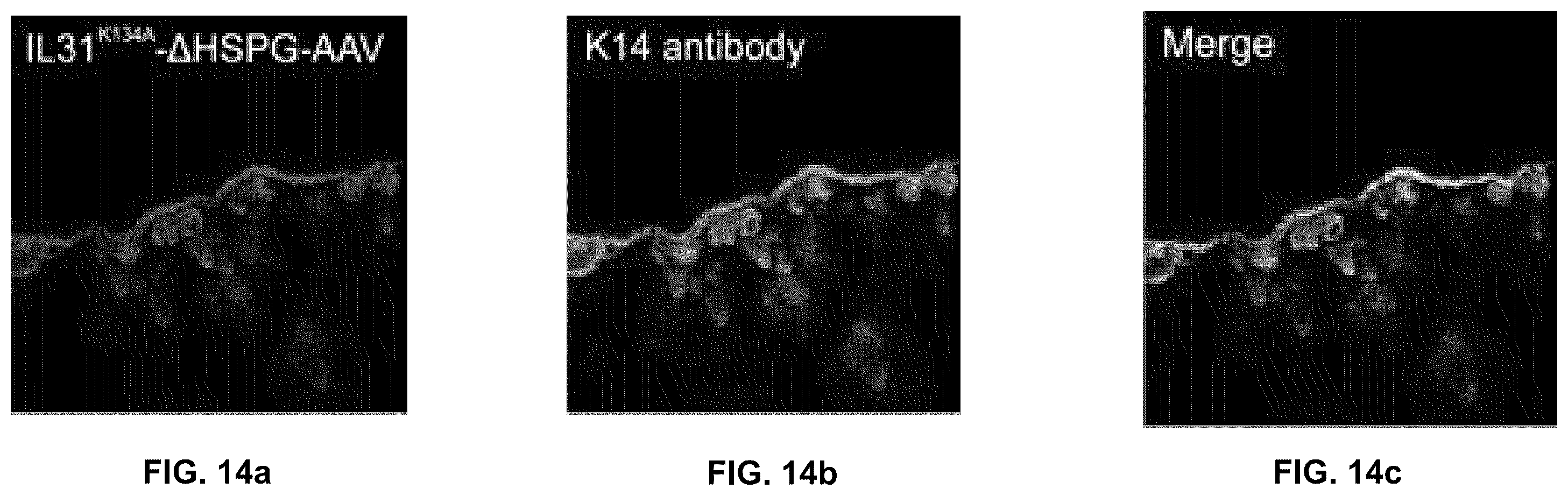 Patent US12551572 Figure 17 – Modified viral particles for gene therapy