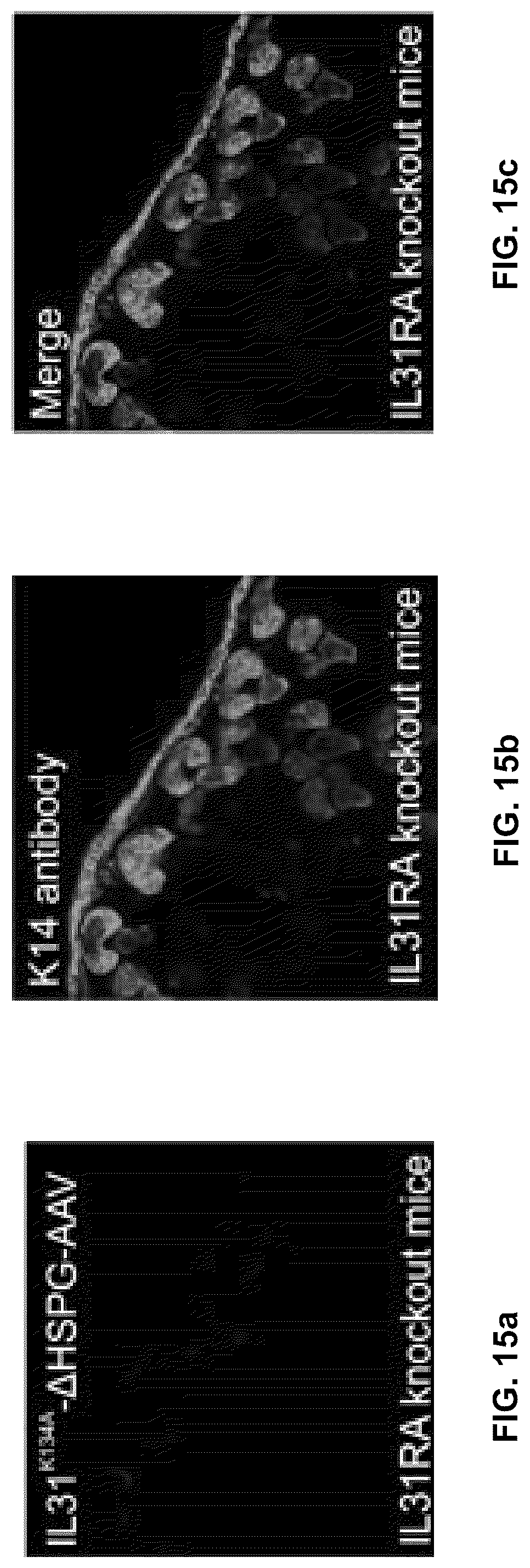 Patent US12551572 Figure 18 – Modified viral particles for gene therapy
