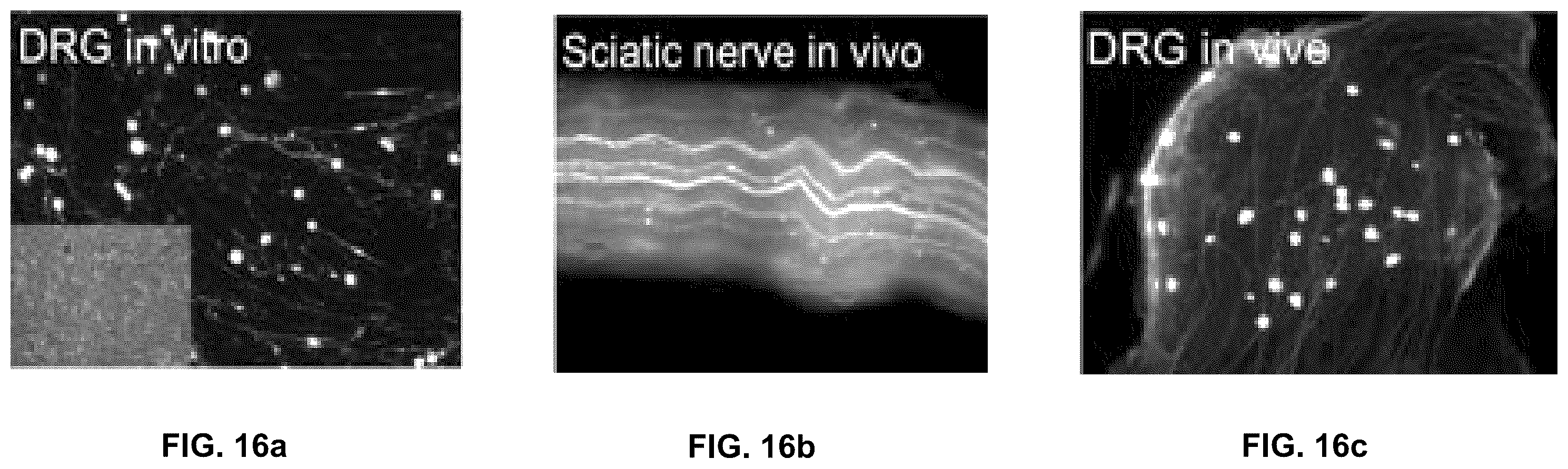 Patent US12551572 Figure 19 – Modified viral particles for gene therapy