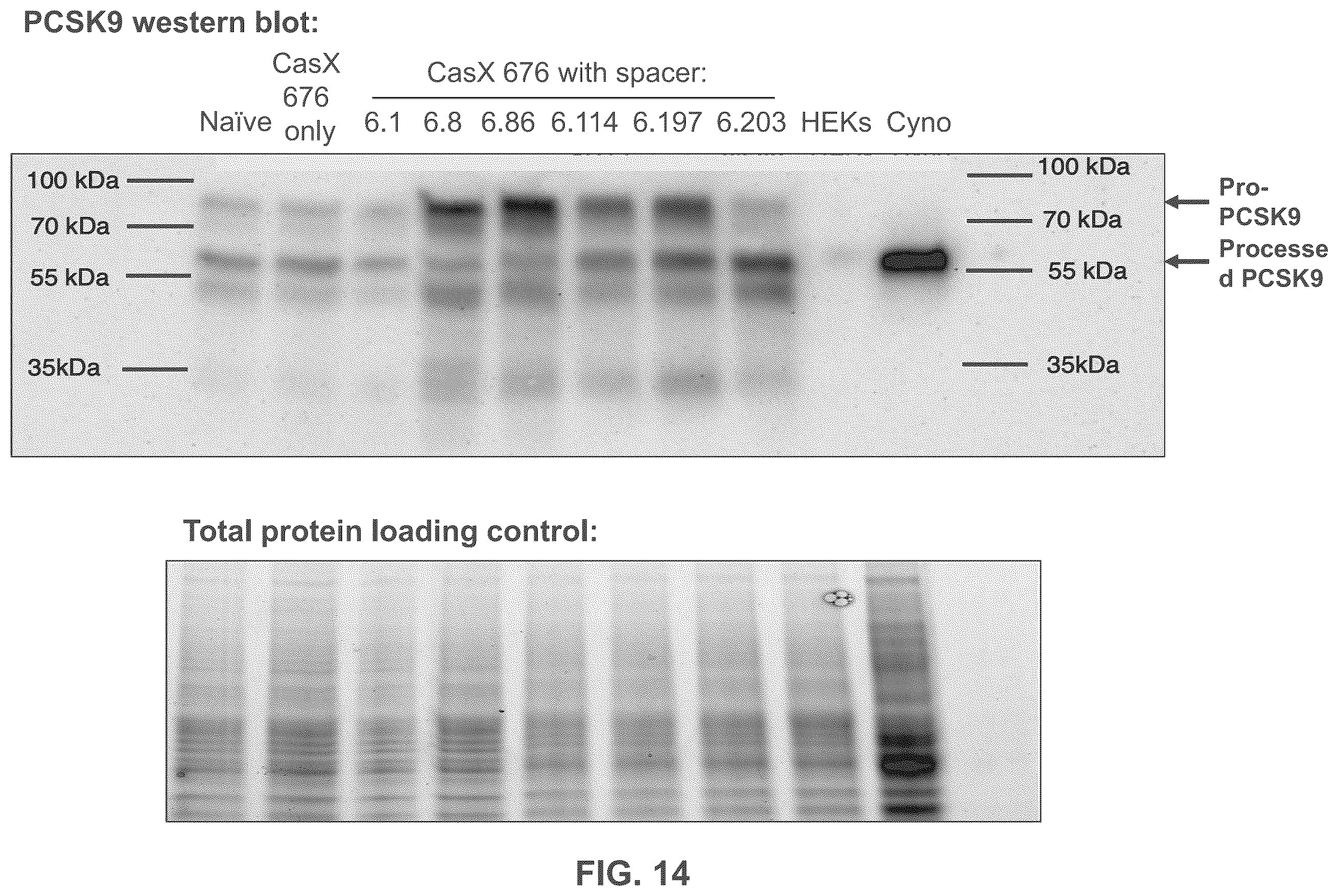Patent US12551573 Figure 14 – Compositions and methods for the targeting of PCSK9