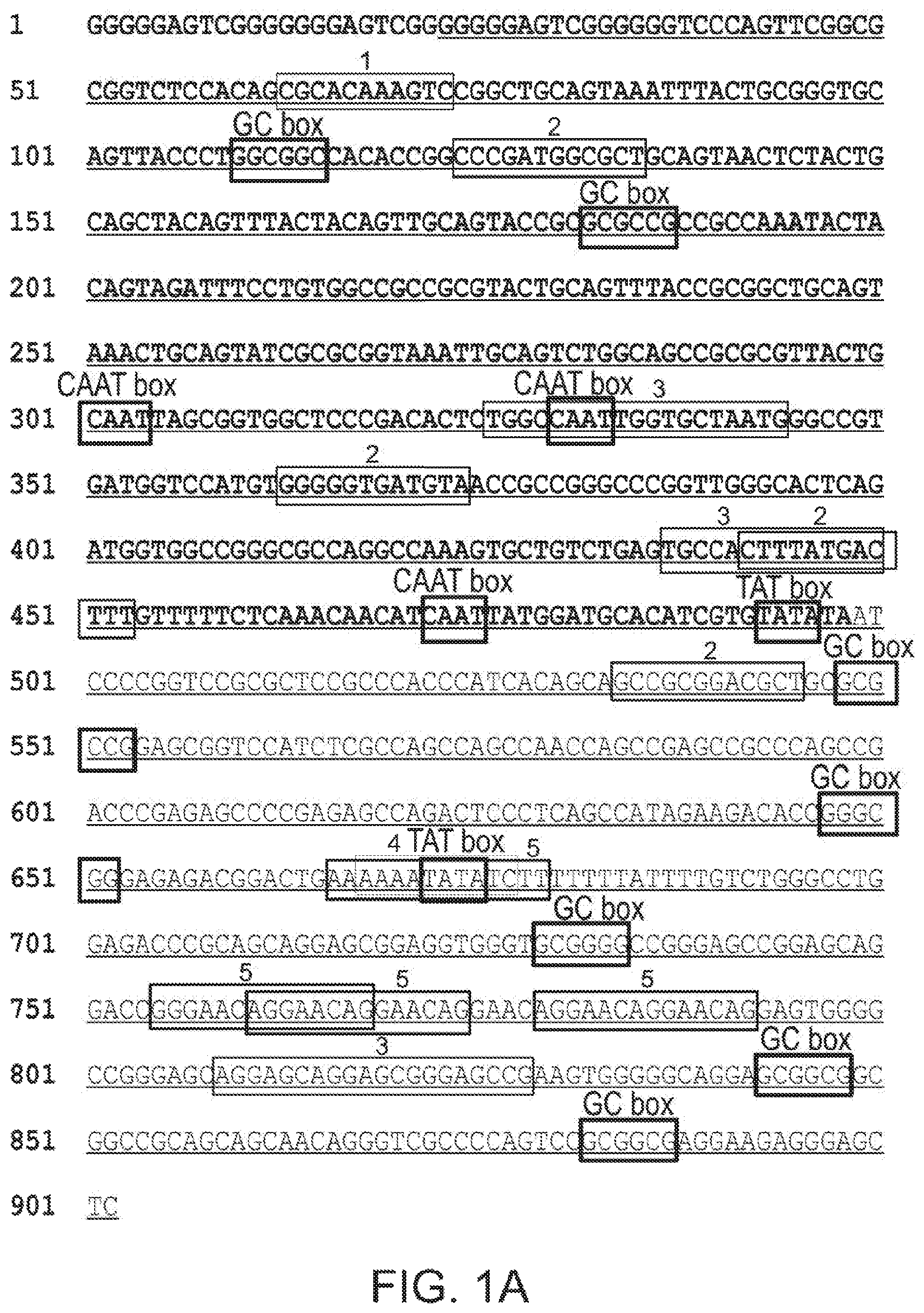 Patent US12551574 Figure 1 – Recombinant nucleic acids containing alphaherpesvirus promoter sequences