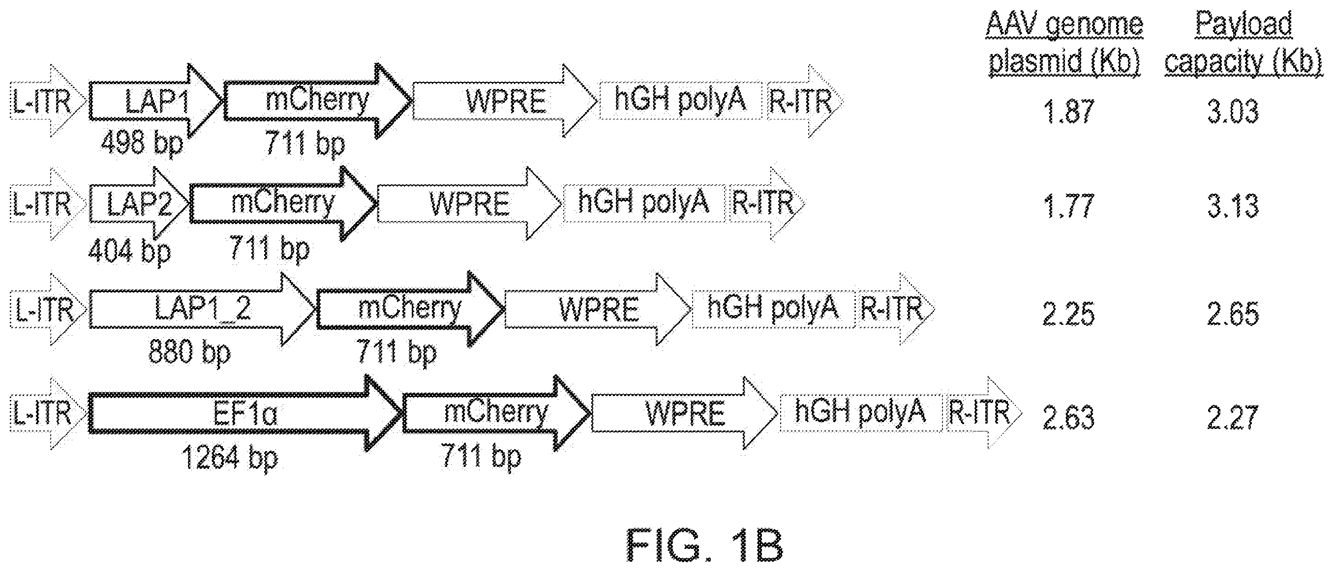 Patent US12551574 Figure 2 – Recombinant nucleic acids containing alphaherpesvirus promoter sequences