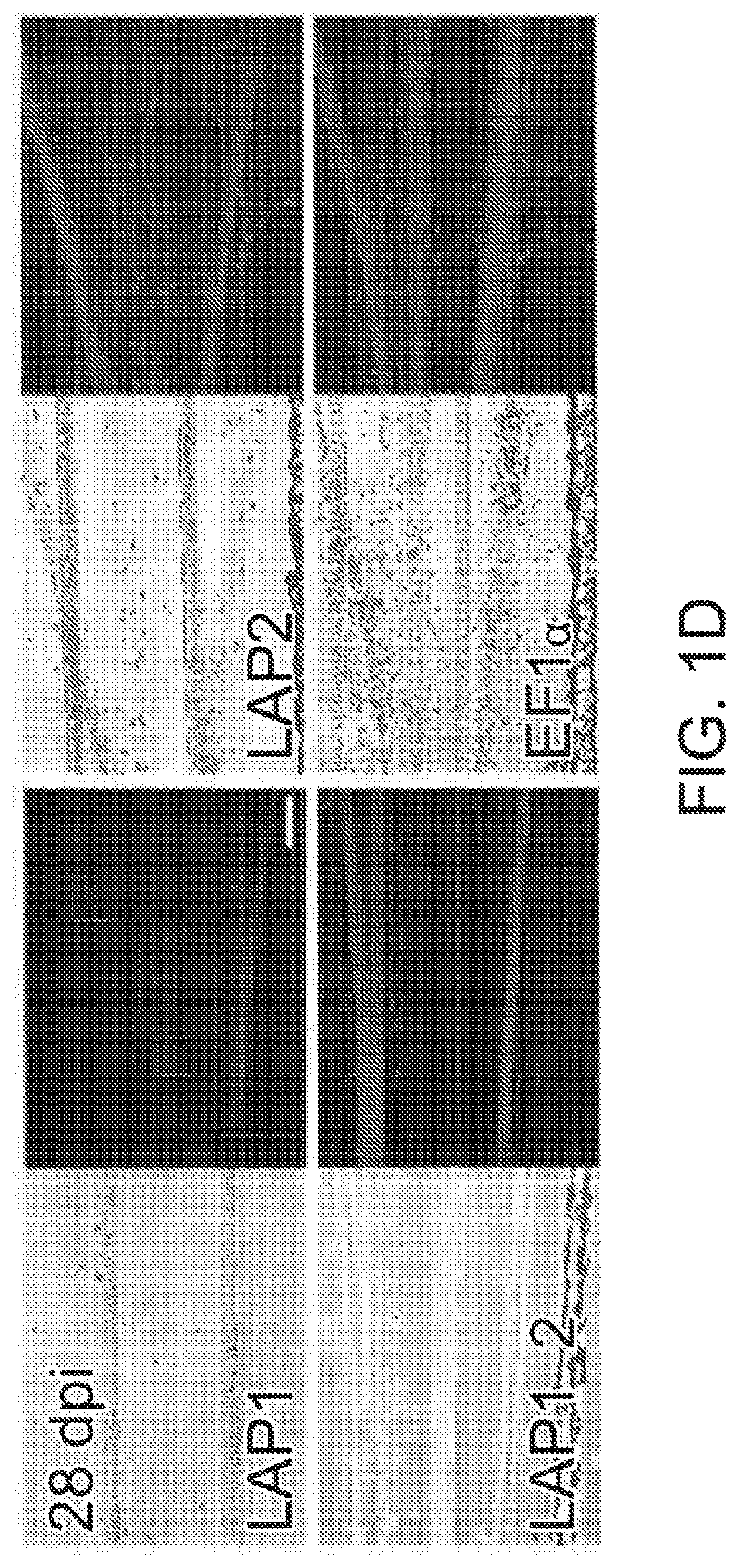 Patent US12551574 Figure 4 – Recombinant nucleic acids containing alphaherpesvirus promoter sequences