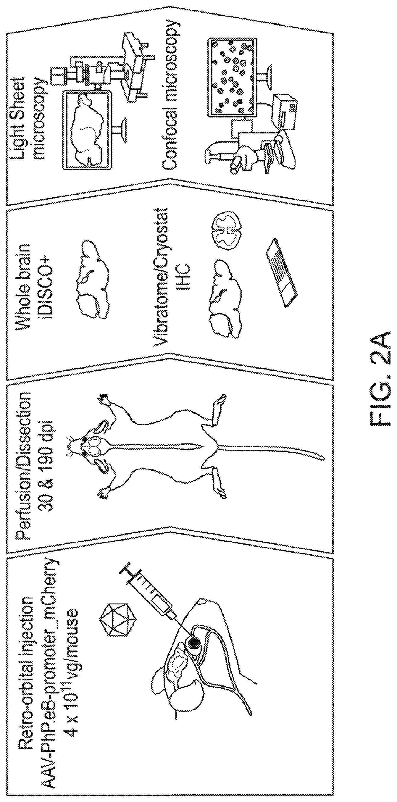 Patent US12551574 Figure 5 – Recombinant nucleic acids containing alphaherpesvirus promoter sequences