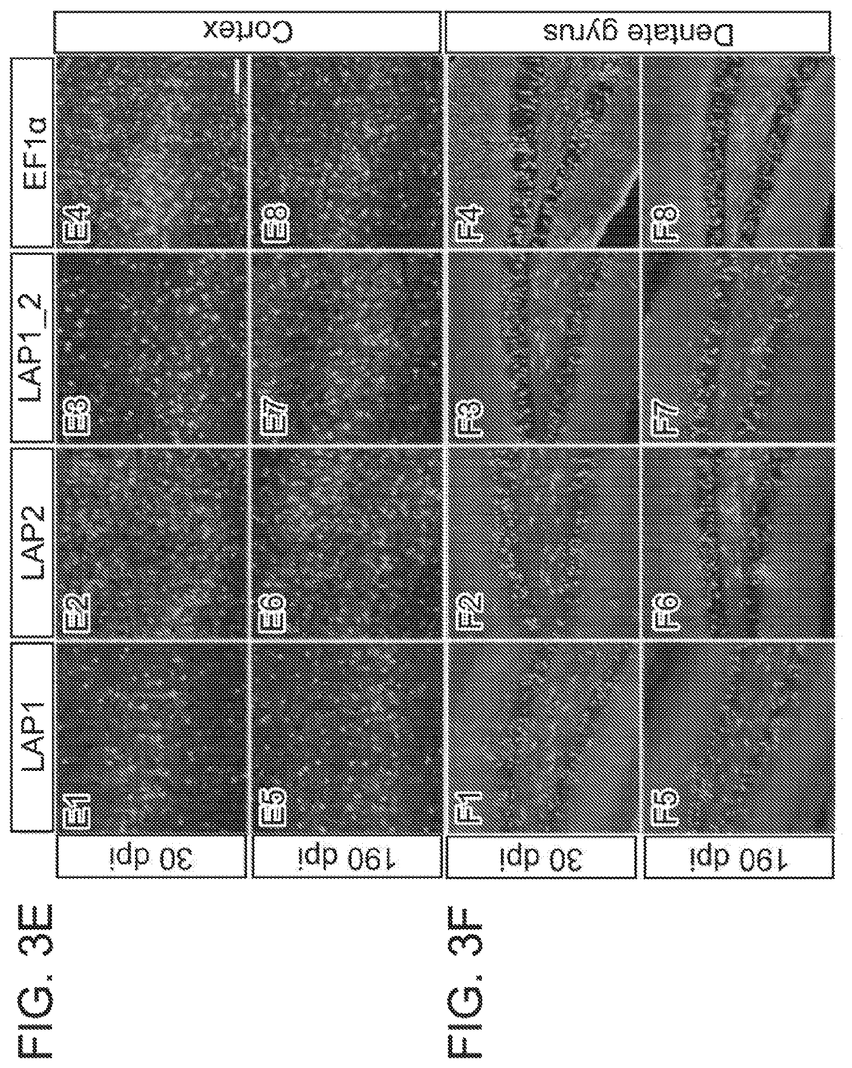 Patent US12551574 Figure 12 – Recombinant nucleic acids containing alphaherpesvirus promoter sequences