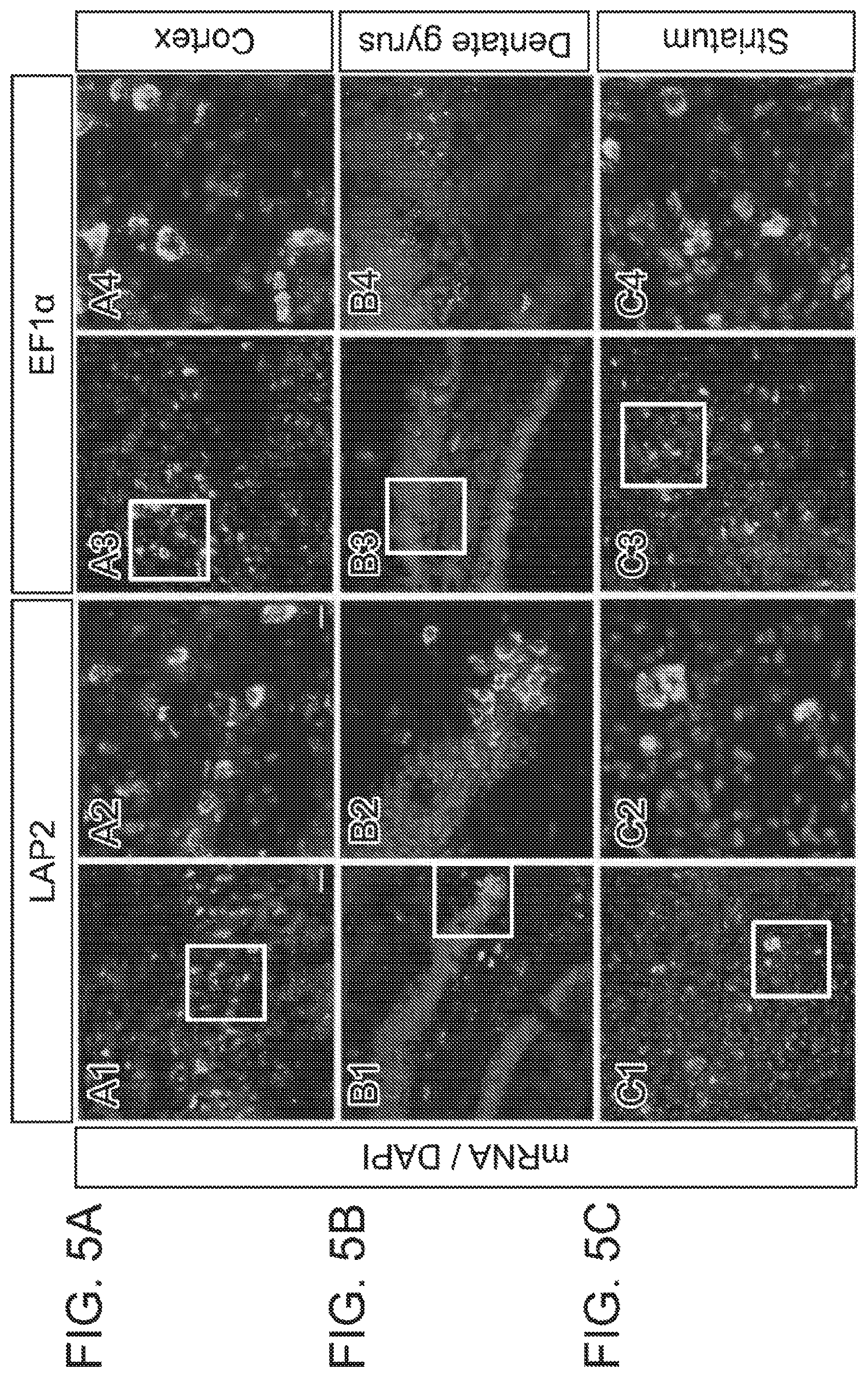 Patent US12551574 Figure 19 – Recombinant nucleic acids containing alphaherpesvirus promoter sequences