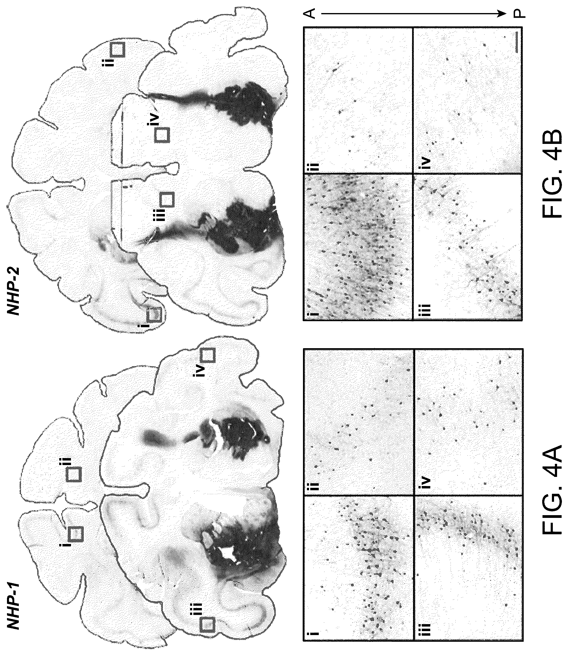 Patent US12551575 Figure 7 – Htt repressors and uses thereof