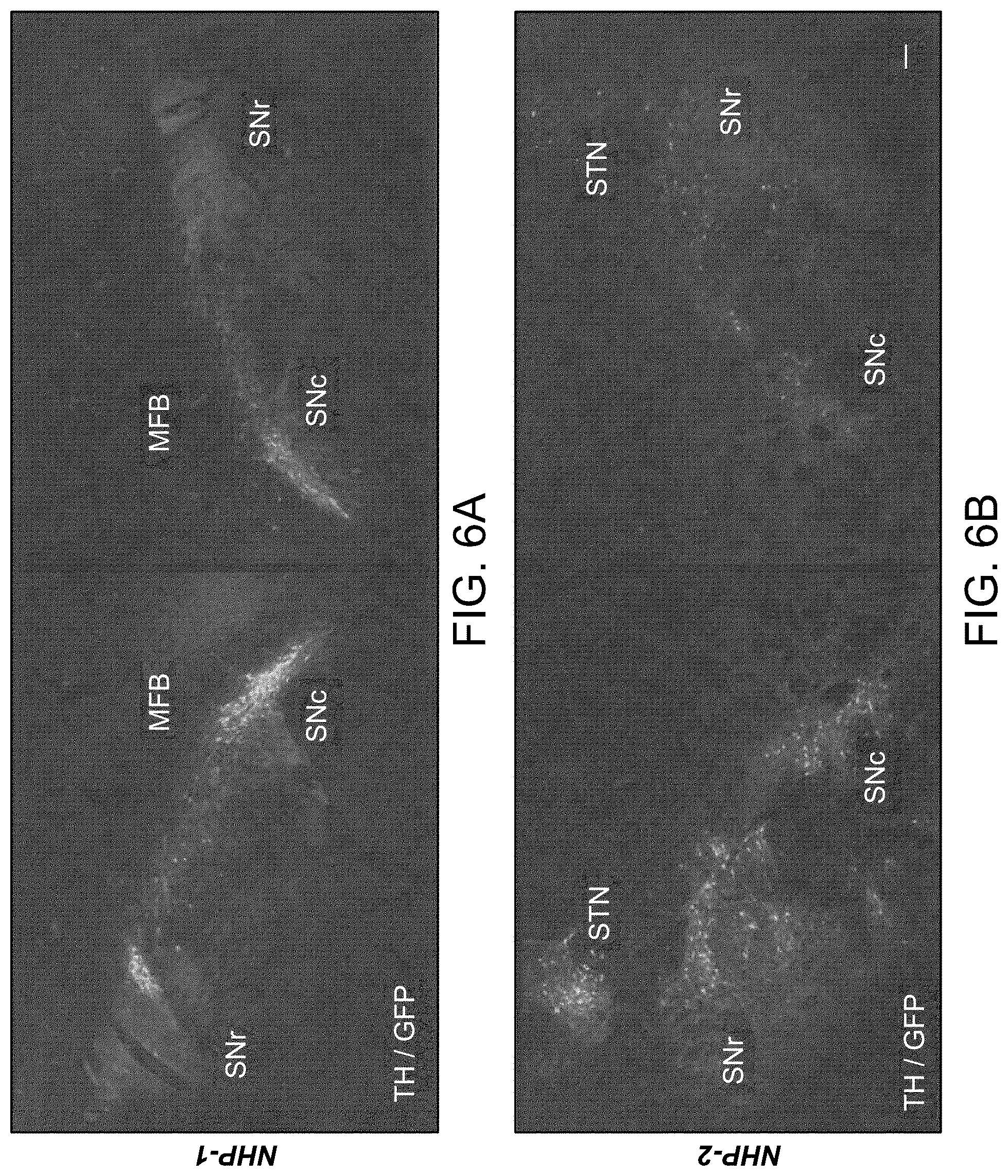 Patent US12551575 Figure 9 – Htt repressors and uses thereof