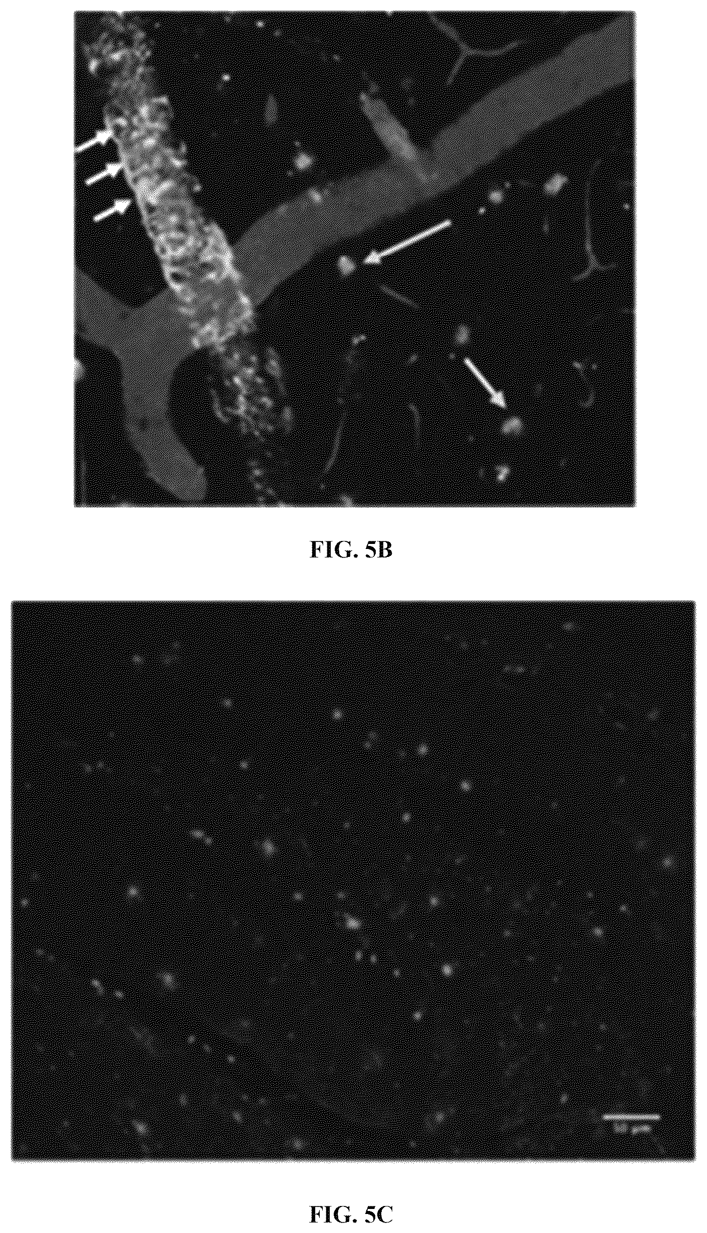 Patent US12551576 Figure 15 – Chemiluminescent probes