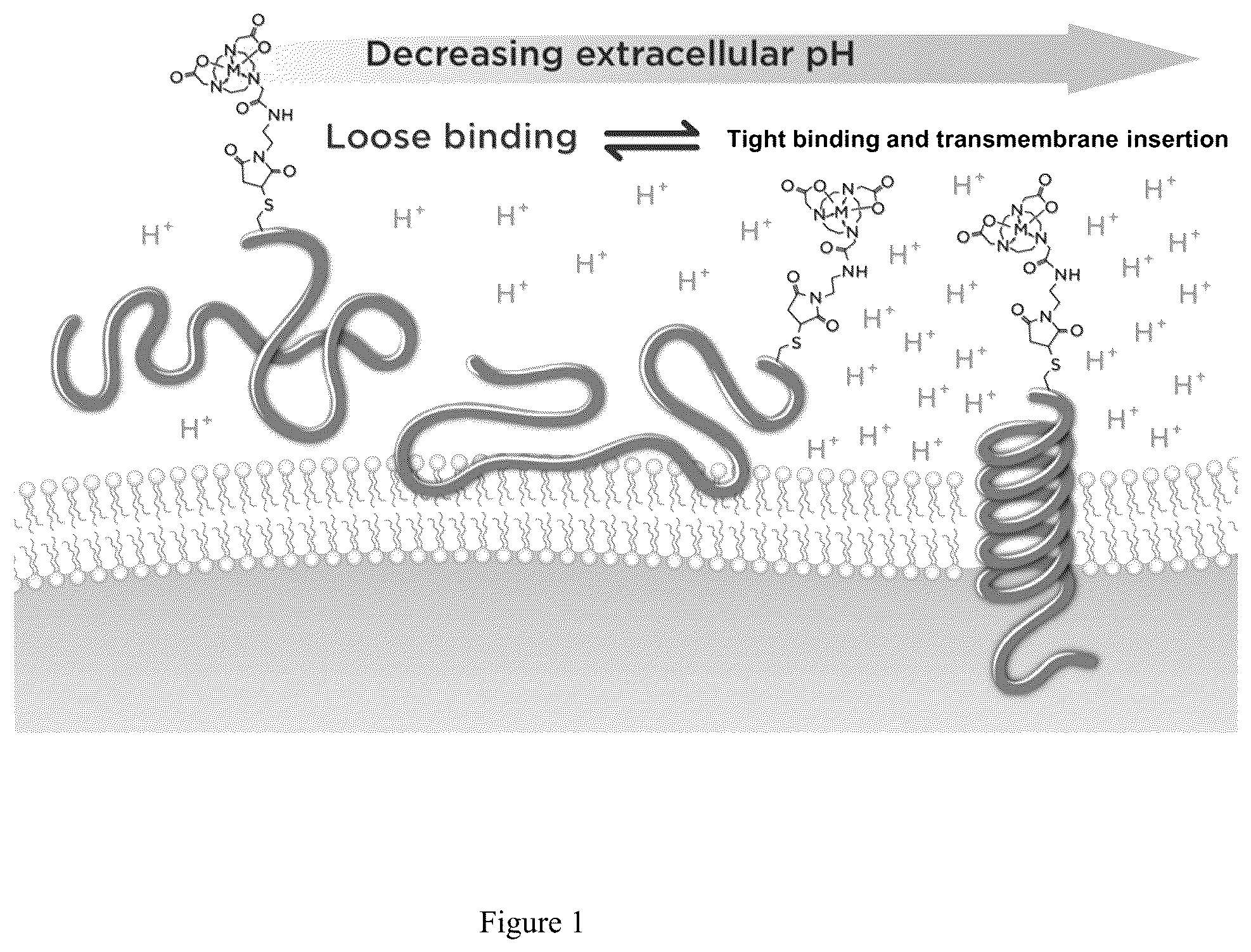 Patent US12551583 Figure 1 – Radiolabeled ligands for targeted PET/SPECT imaging and methods of their use