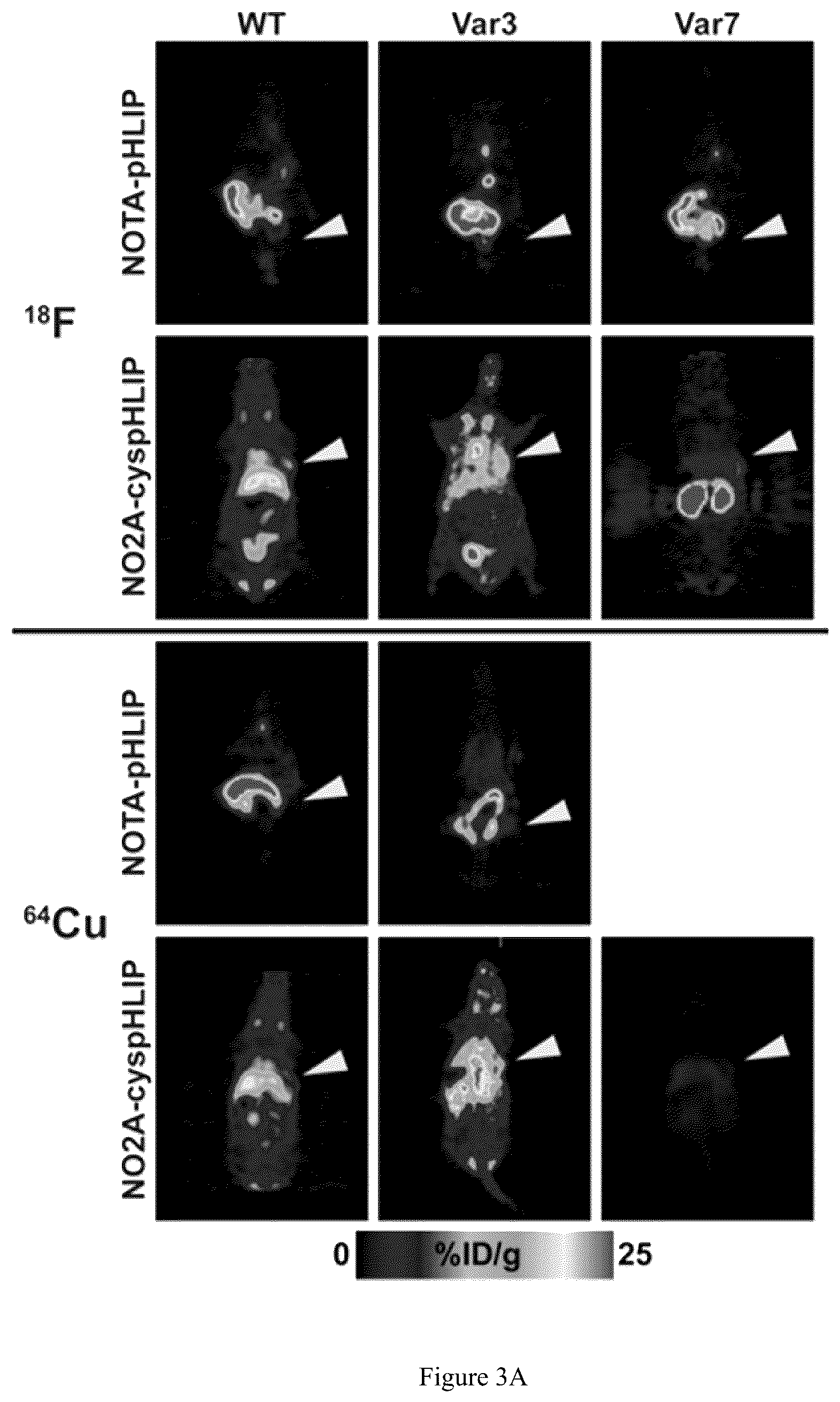 Patent US12551583 Figure 4 – Radiolabeled ligands for targeted PET/SPECT imaging and methods of their use