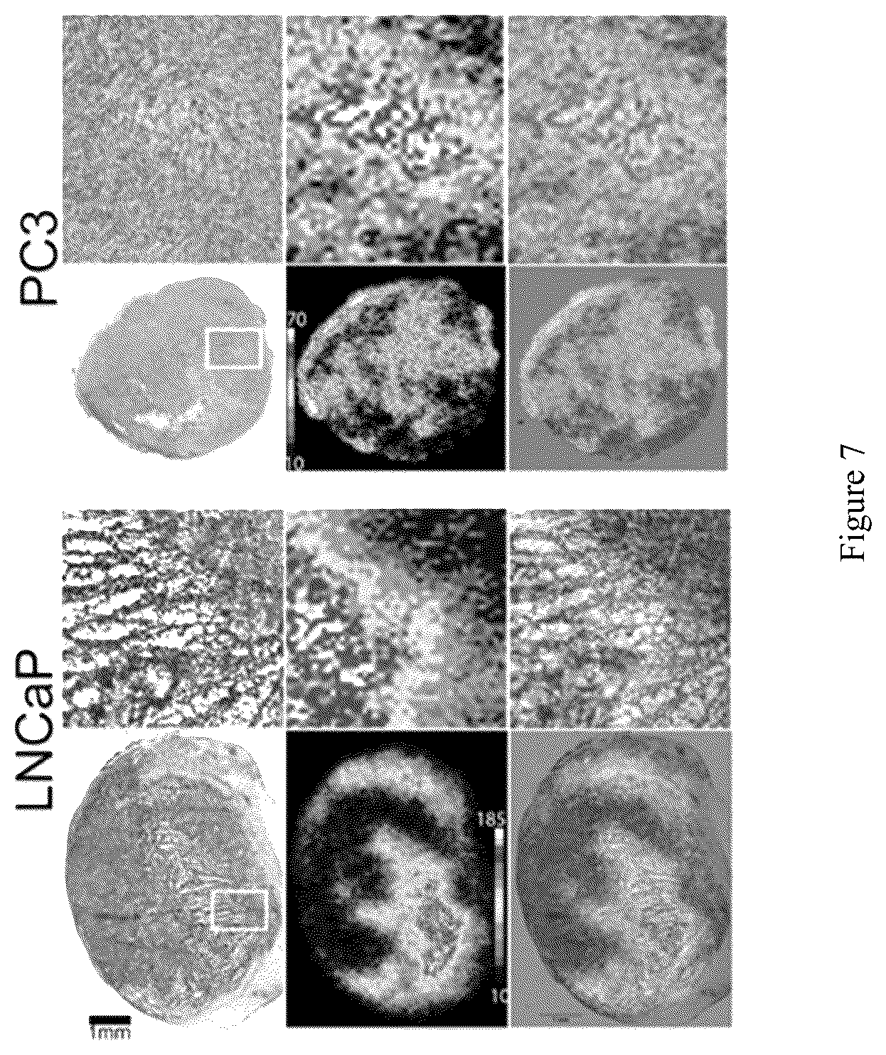 Patent US12551583 Figure 10 – Radiolabeled ligands for targeted PET/SPECT imaging and methods of their use
