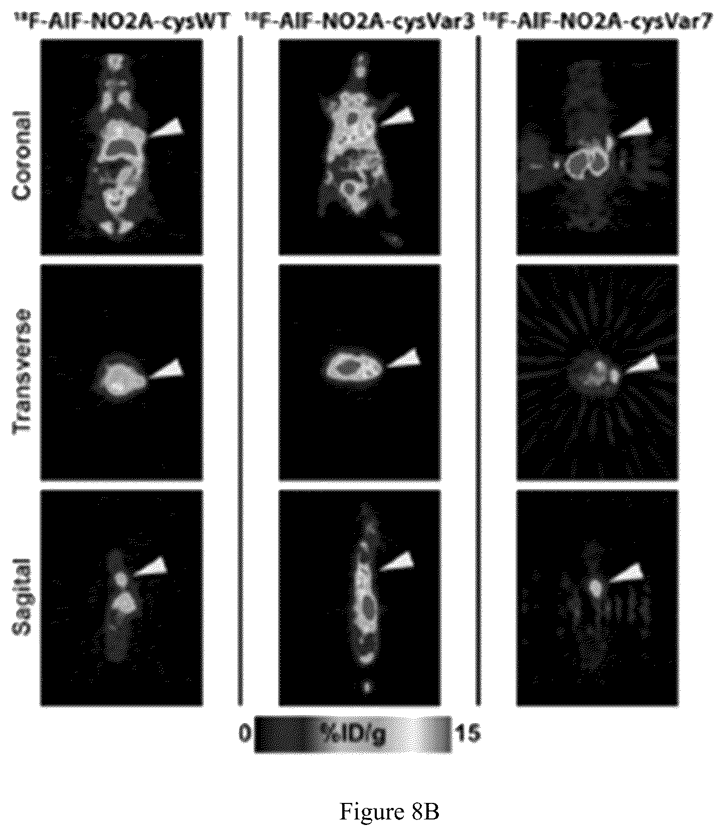 Patent US12551583 Figure 12 – Radiolabeled ligands for targeted PET/SPECT imaging and methods of their use