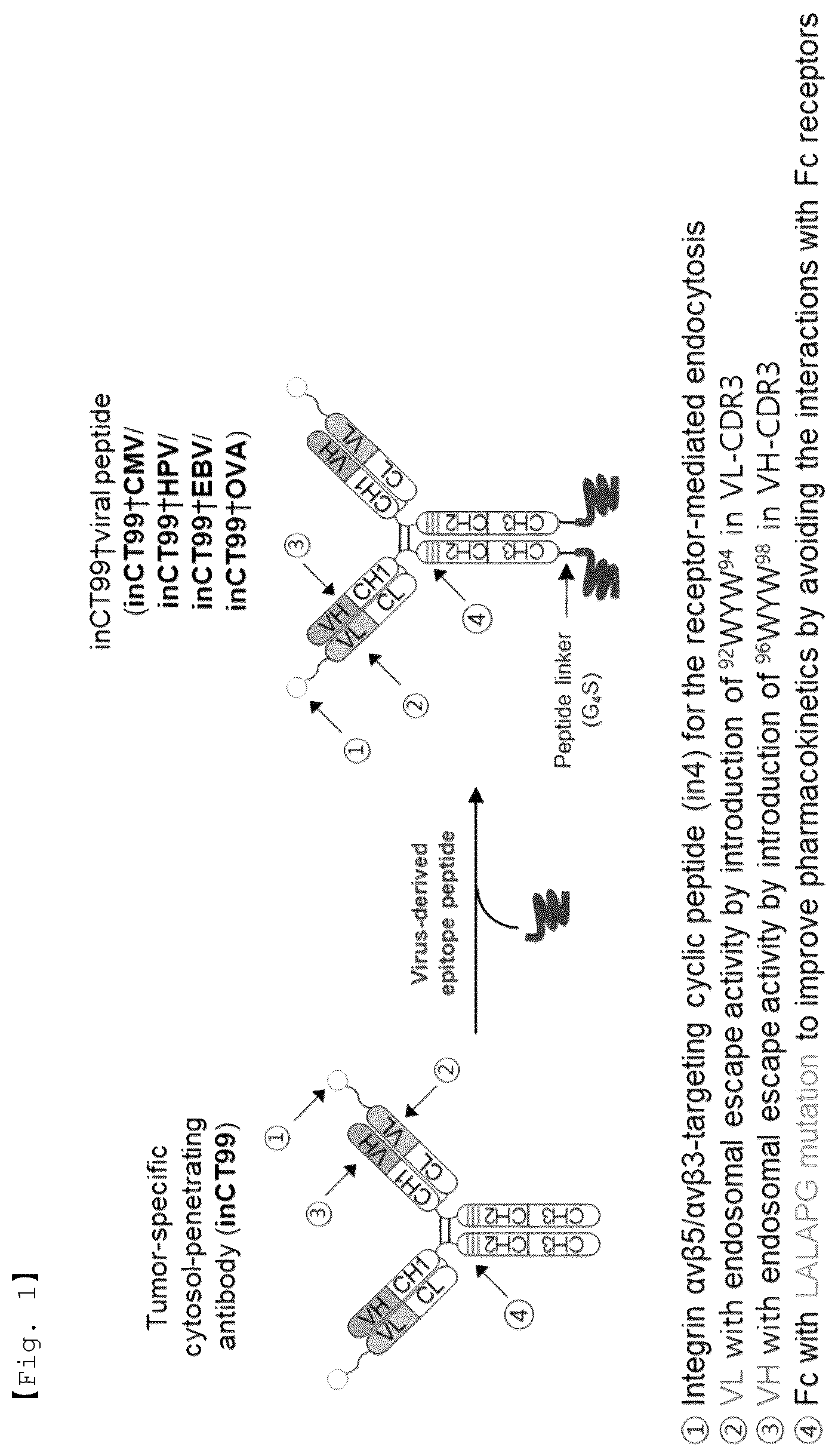 Patent US12551733 Figure 1 – Fusion antibody for presenting antigen-derived T cell antigen epitope or peptide containing same on cell surface, and composition comprising same