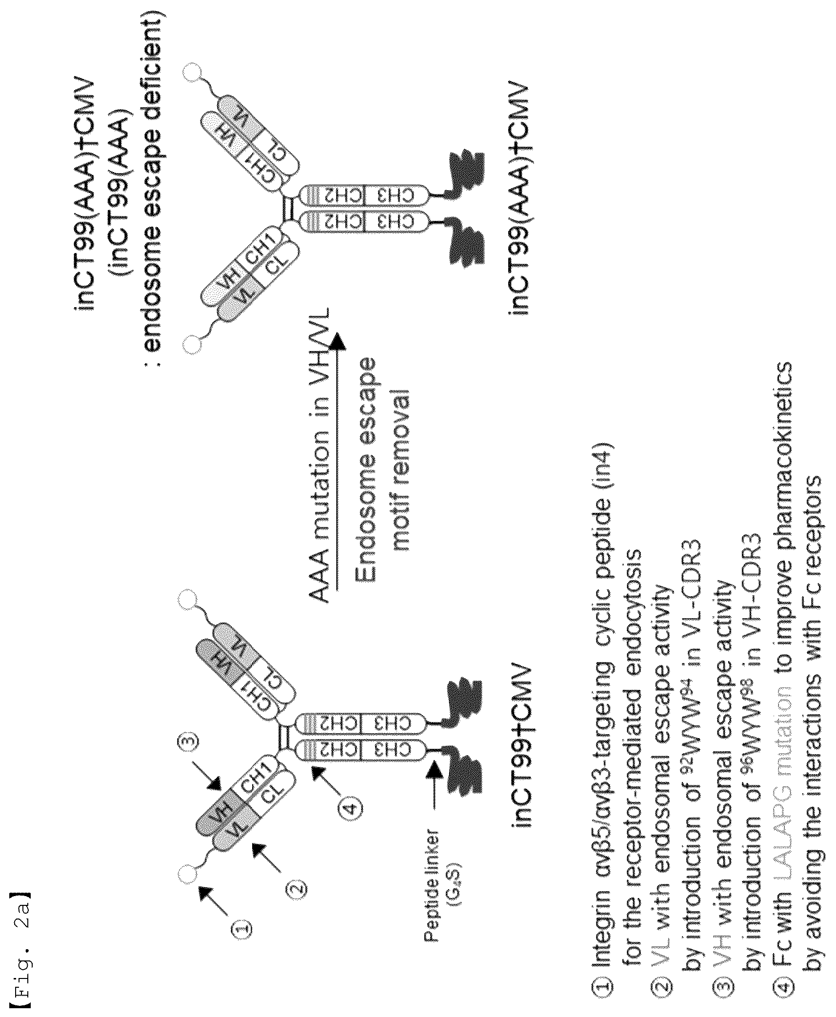 Patent US12551733 Figure 2 – Fusion antibody for presenting antigen-derived T cell antigen epitope or peptide containing same on cell surface, and composition comprising same